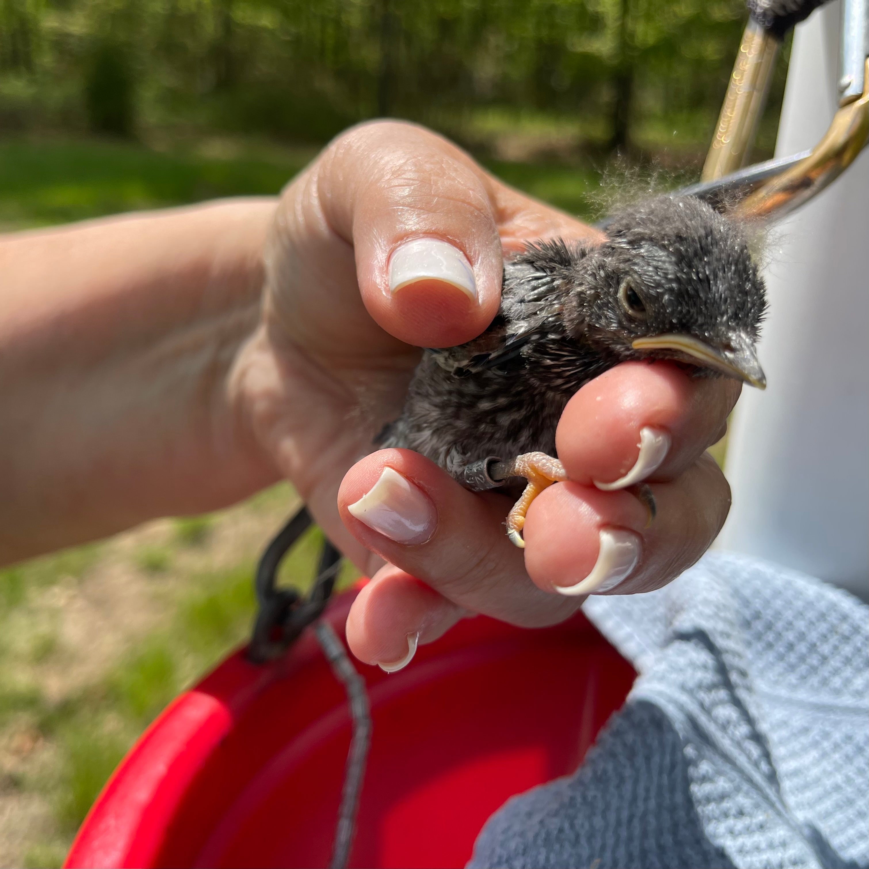 2025 Bluebird Trail Results