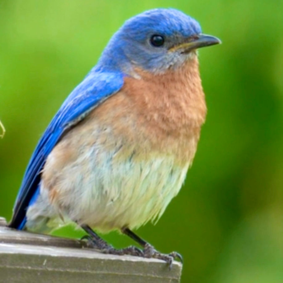 Bluebird Trail on the Farm