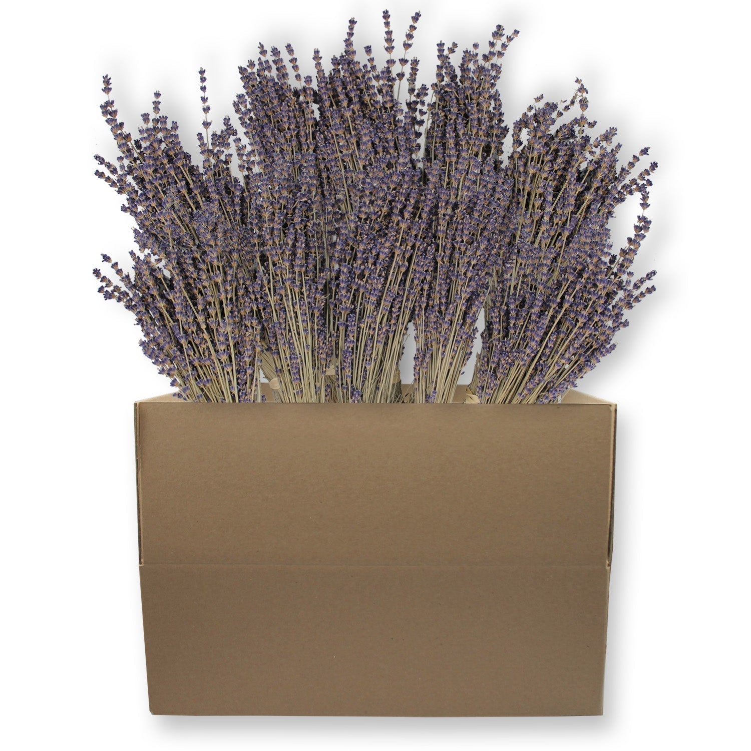 Box of 10 Lavender Field Bundles for Weddings, Showers & DIY Decor