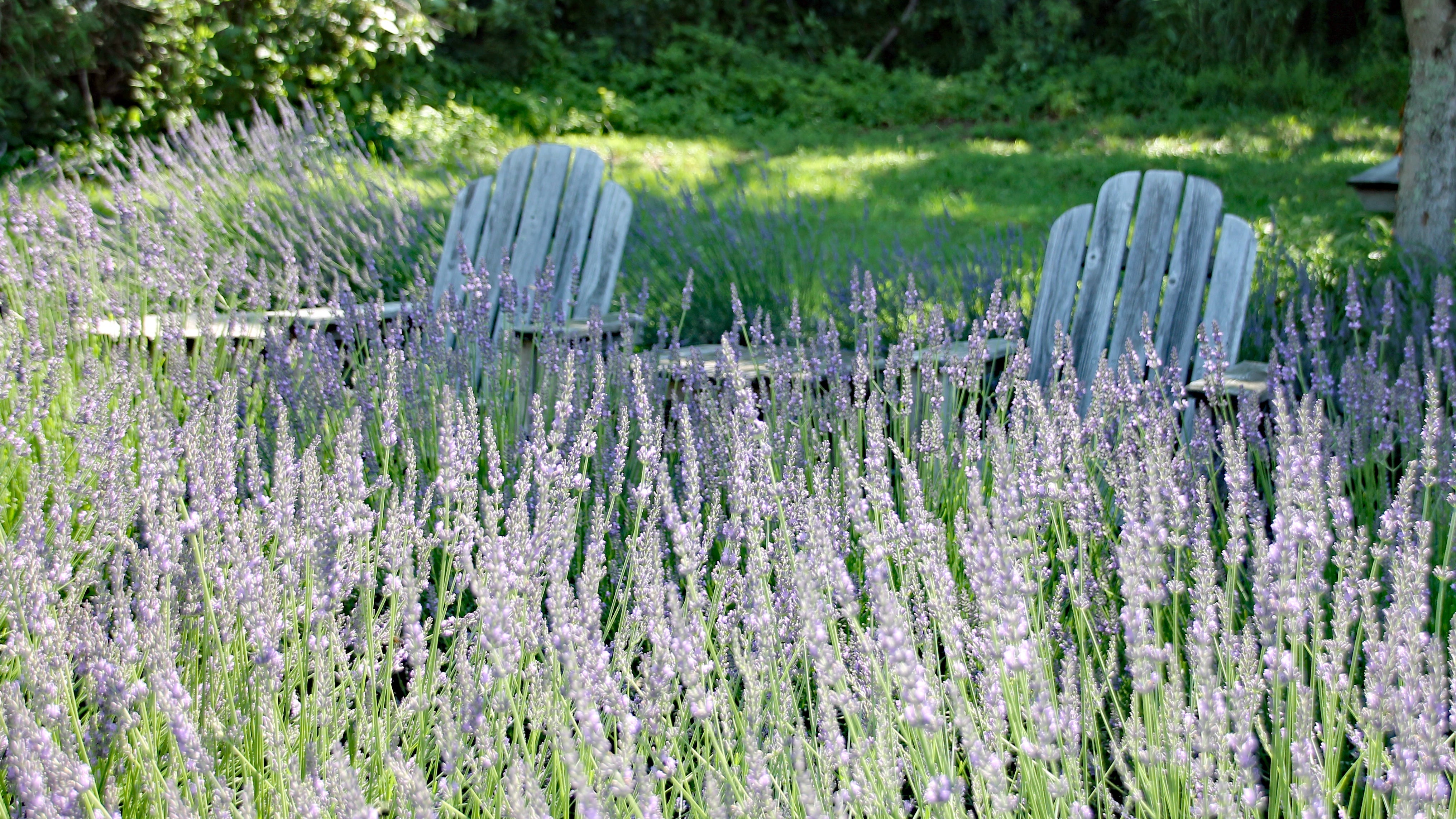 How to Enjoy Your Fresh Lavandin Bouquet