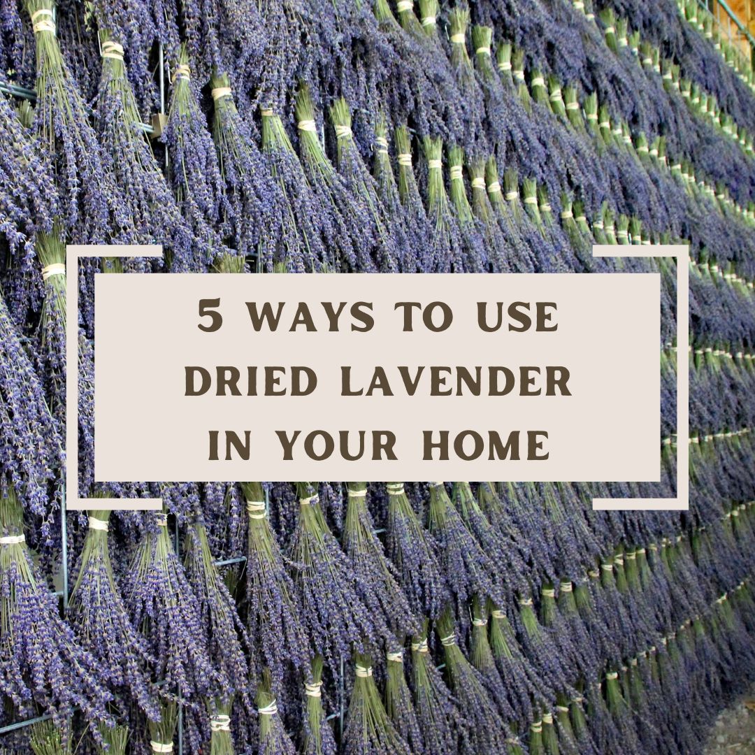 How to dried lavender