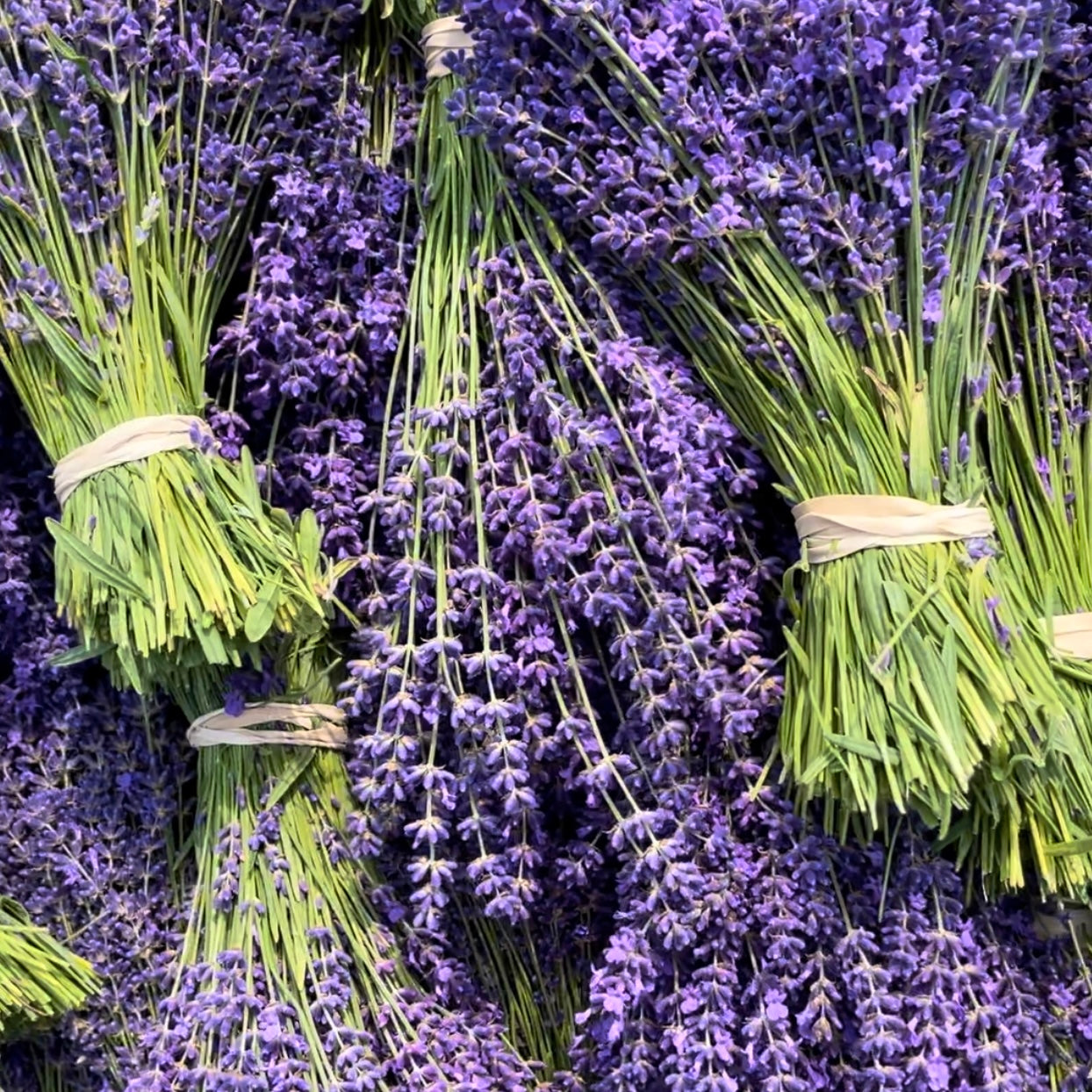 Harvesting Lavender for Bouquets: A Practical Guide