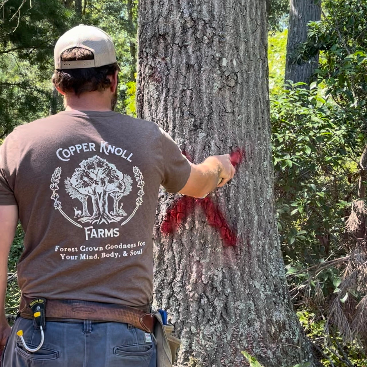 Preserving the Forest: A Guide to Marking Standing Dead Timber