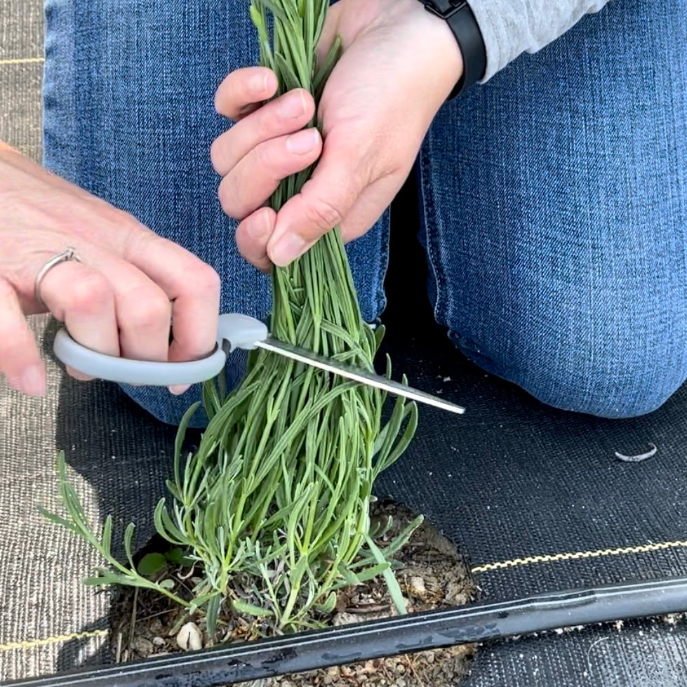 Nurturing First-Year Lavender: Tips for Growth and Abundance
