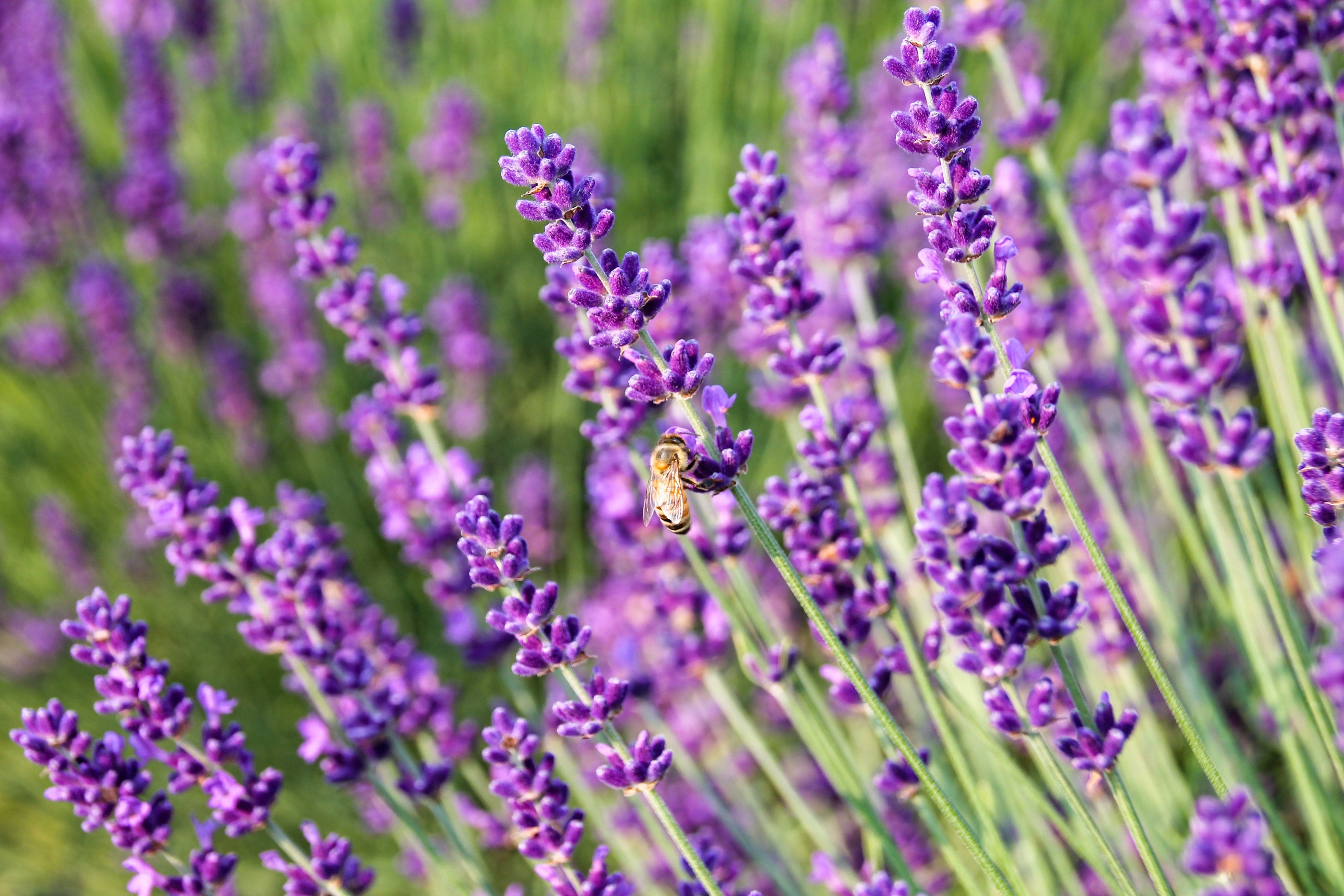 Learn How to Grow Lavender with Our Free Online Course