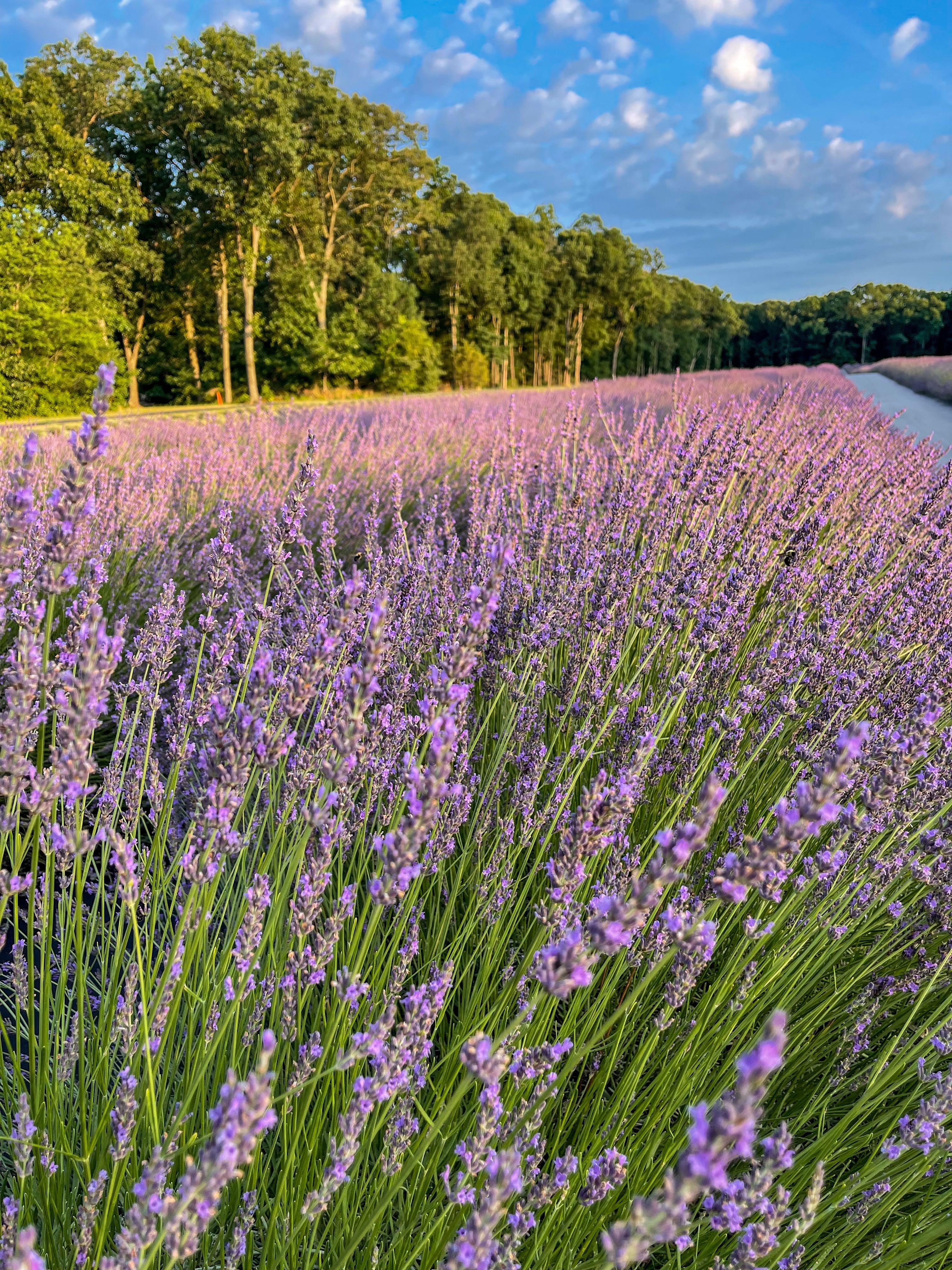 What’s Happening on the Farm This July