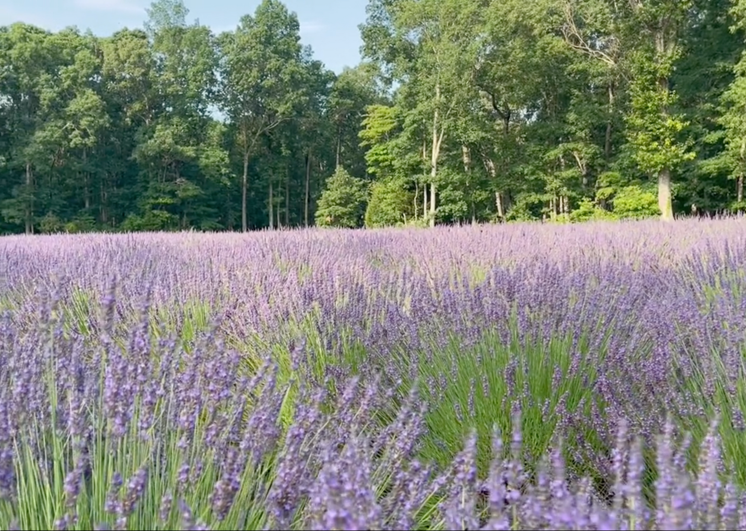 How We Make Lavender Essential Oil