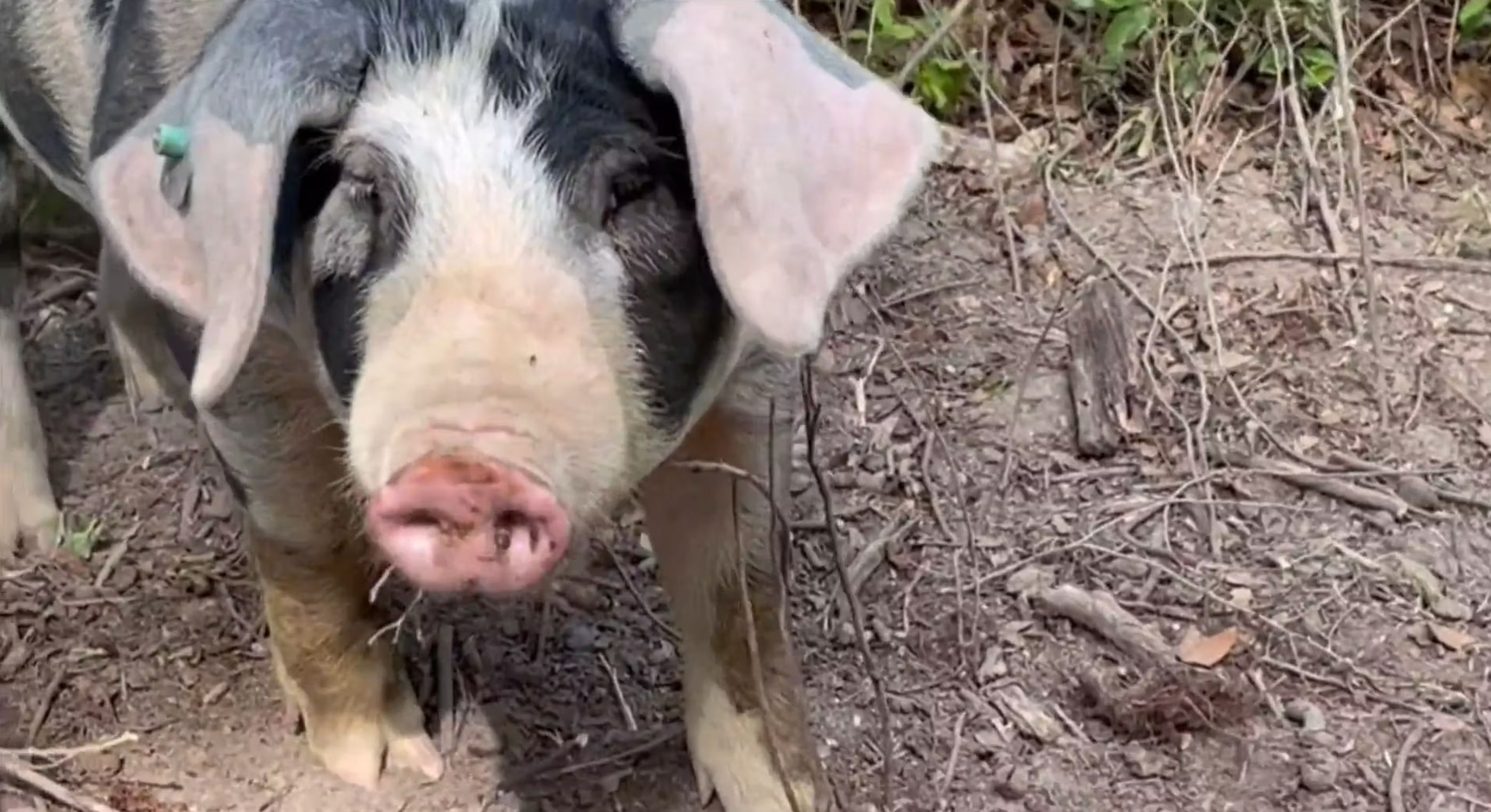4-H Pigs