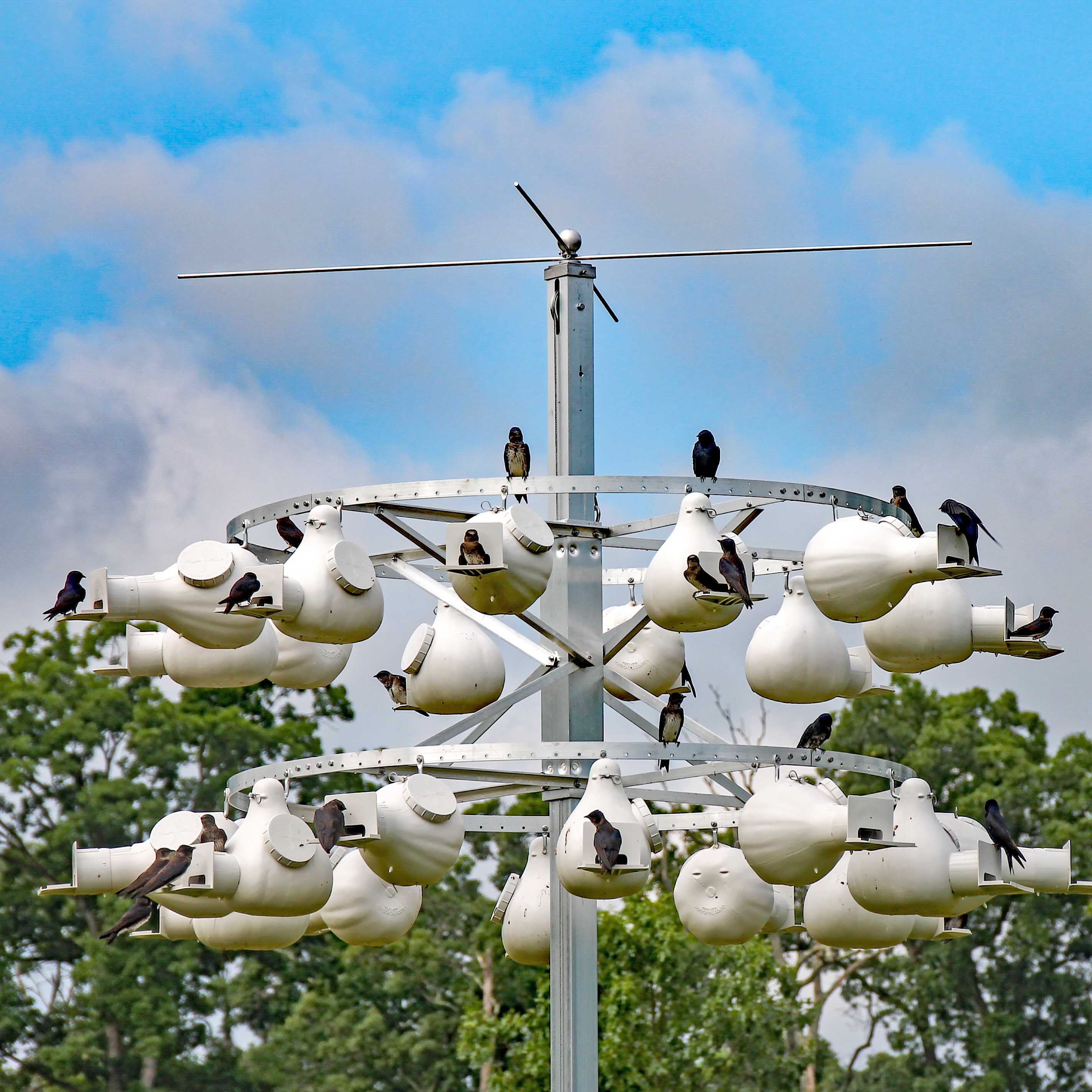 Our Purple Martin Gourd Rack Setup: What We Use and Why It Matters