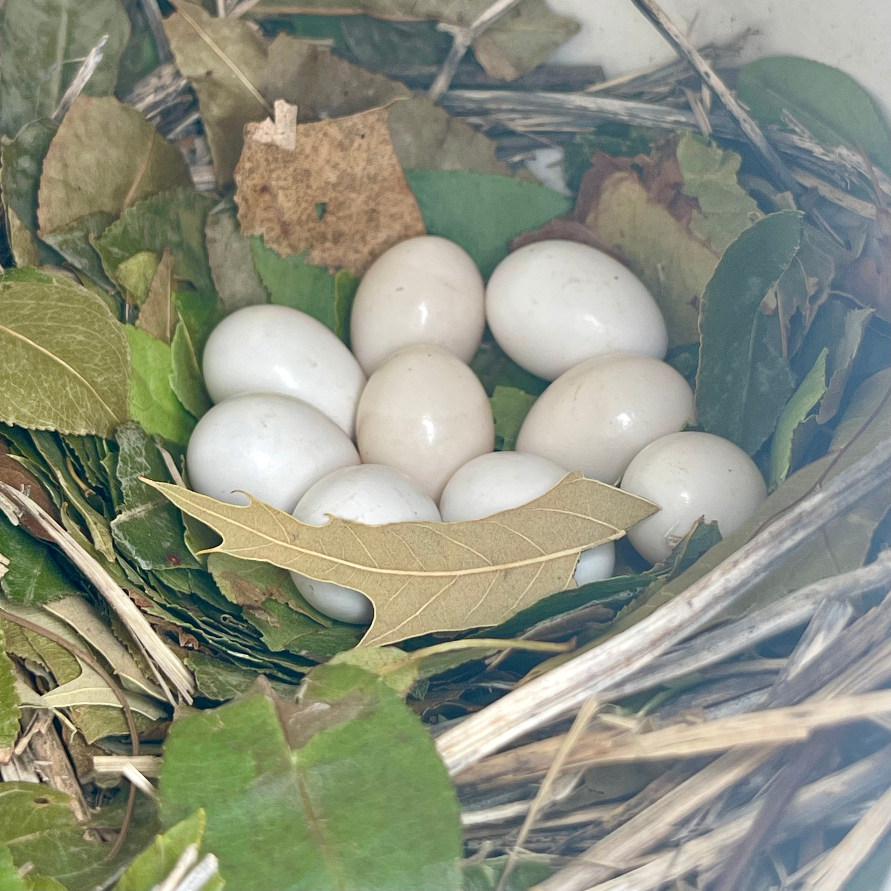 Purple Martin Nest Check