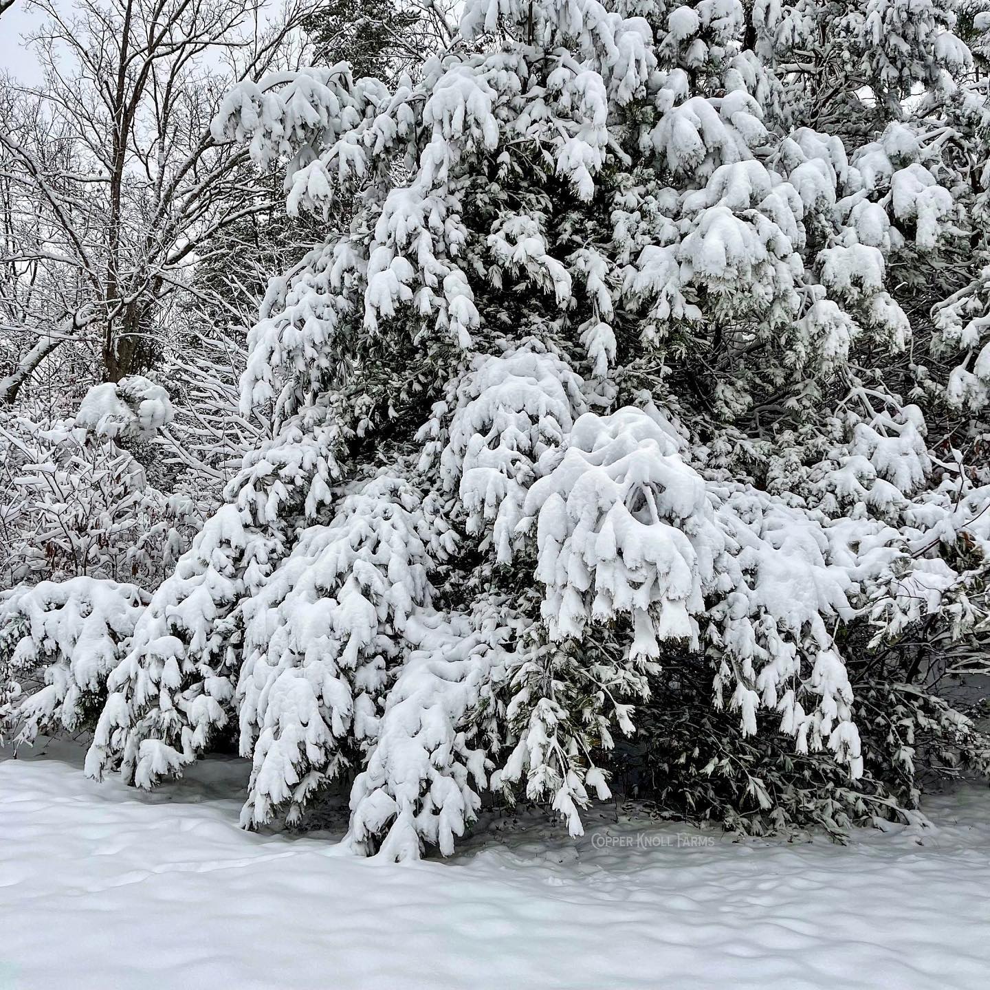 A Guide to Winter Wellness: Simple, Seasonal Support from the Farm