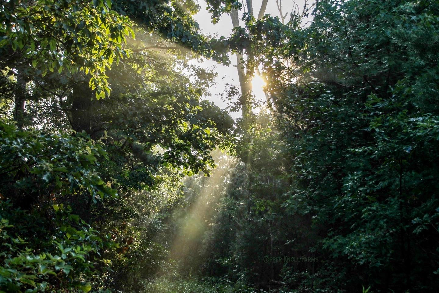 Forest Management as Agriculture: A Broader View of Farming