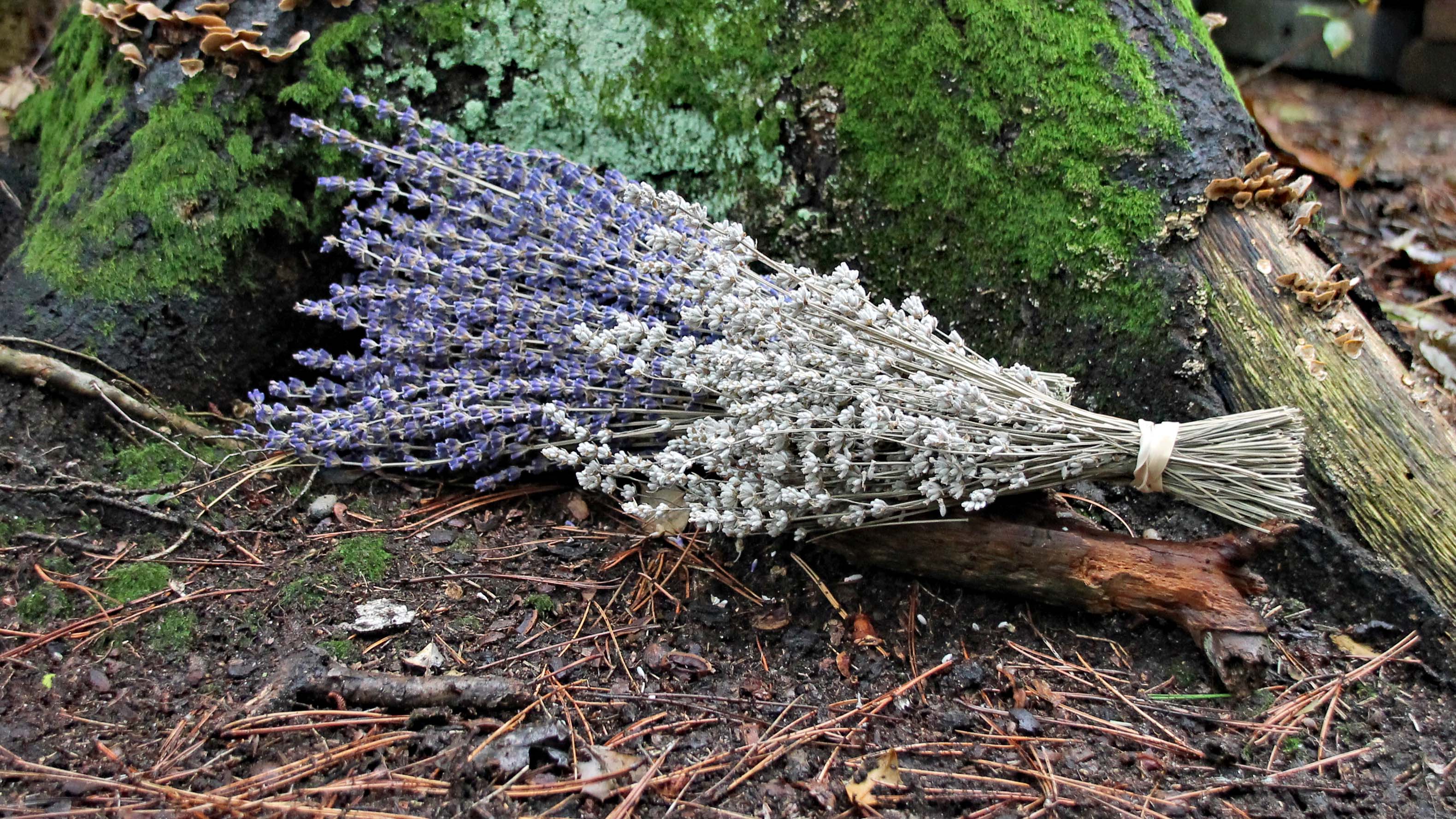 Dried Lavender Bouquets