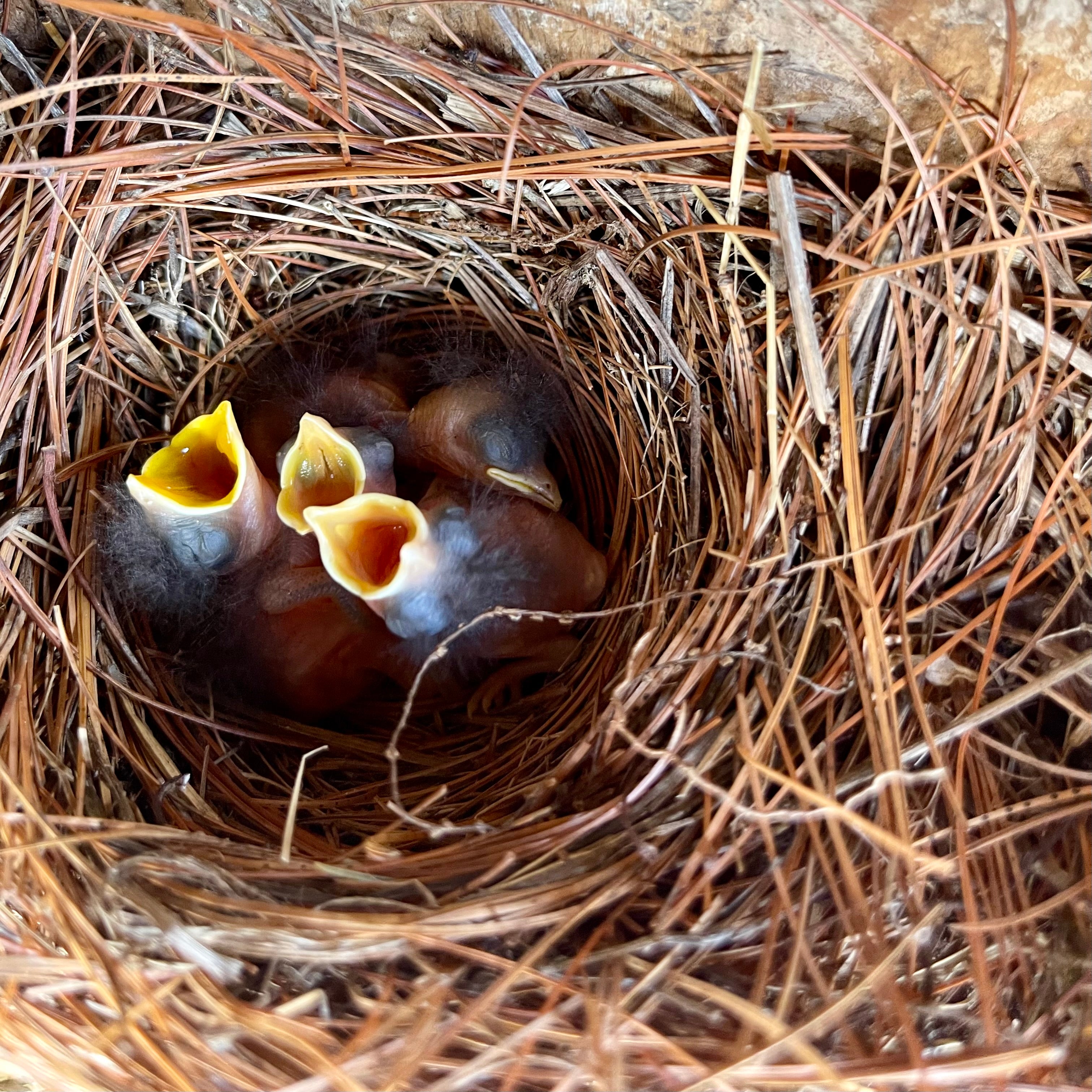 Baby Bluebirds in nest with mouths open