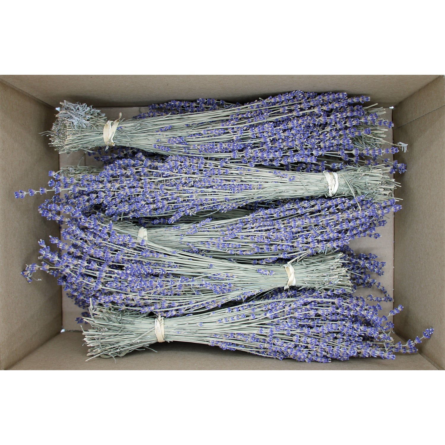 Box of 10 Lavender Field Bundles for Weddings, Showers & DIY Decor - SHIPS FREE