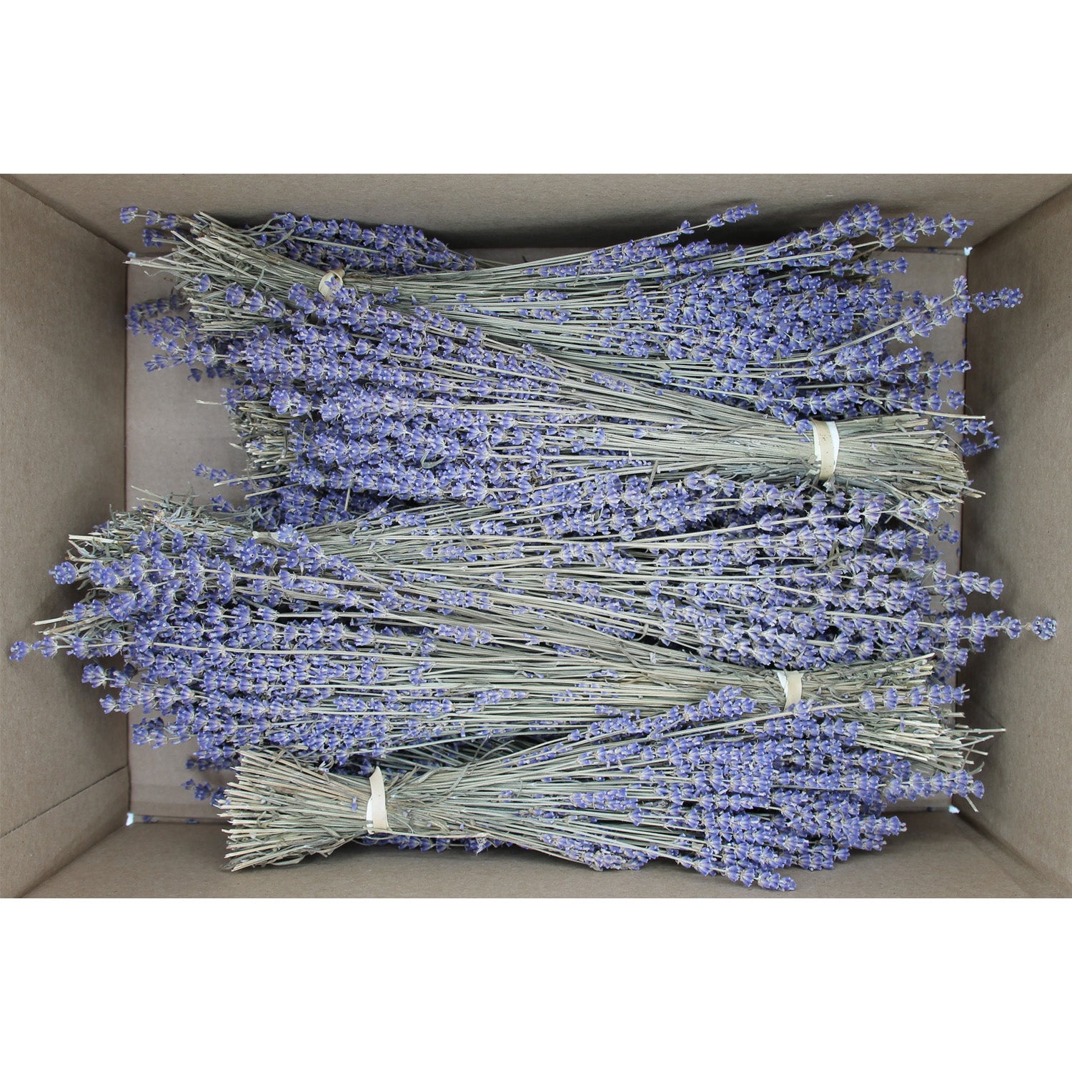 Box of 10 Lavender Field Bundles for Weddings, Showers & DIY Decor - SHIPS FREE