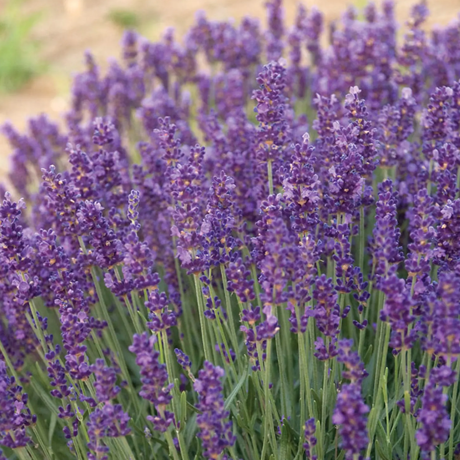 Lavender Plant