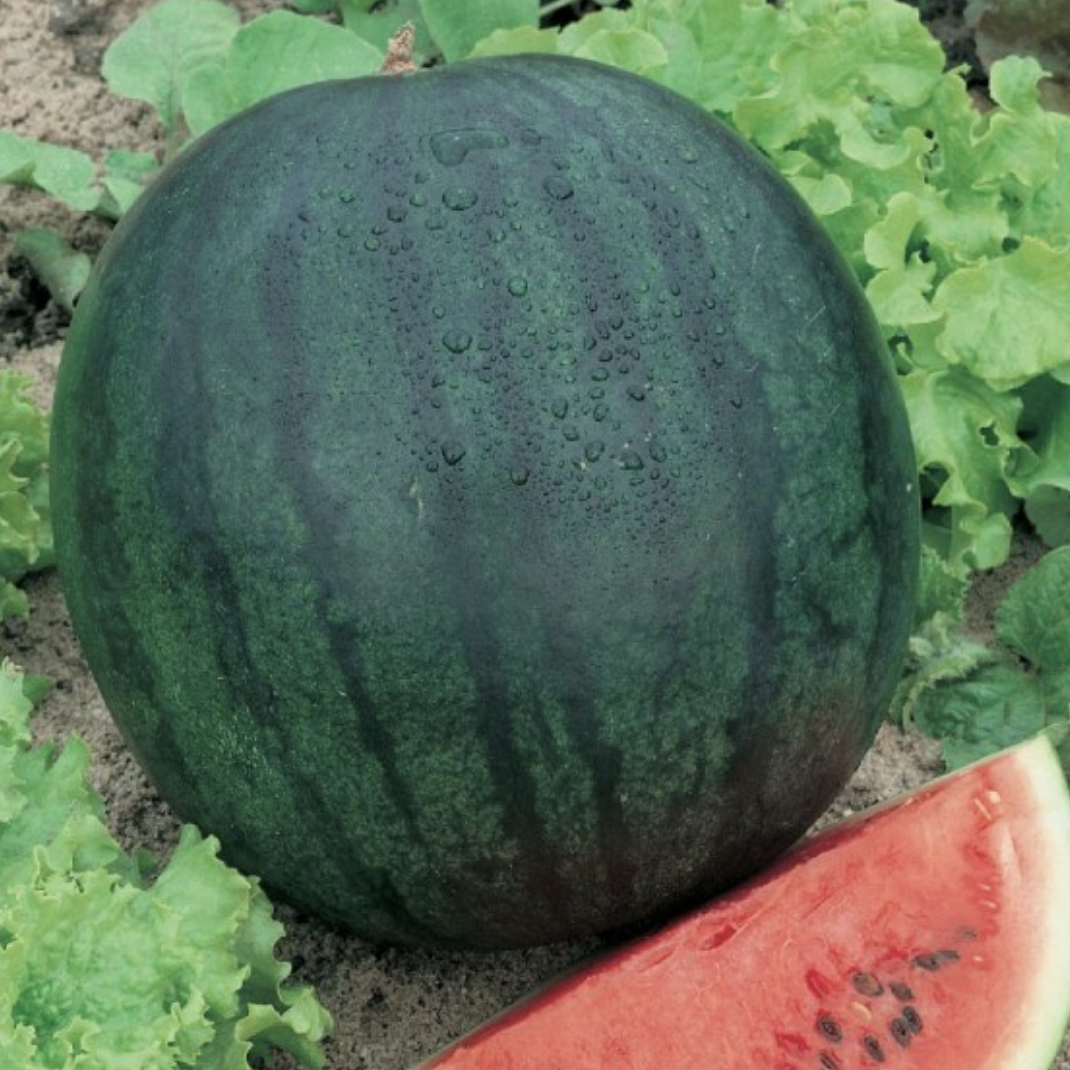 Garden Plant