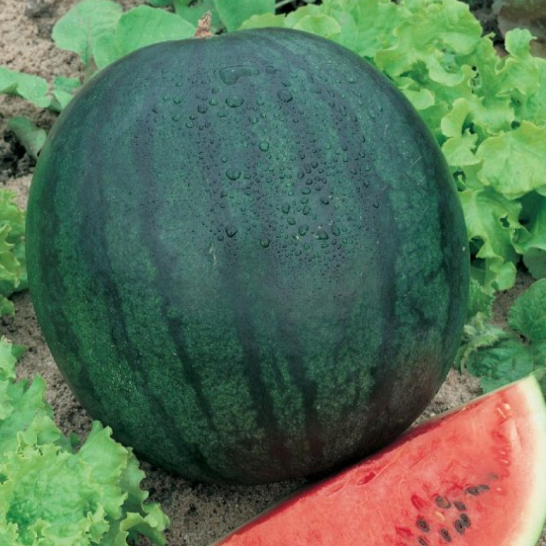 Garden Plant