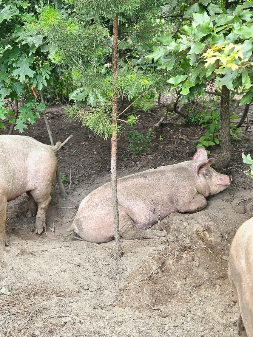 Two pigs in a natural setting with trees and ground cover