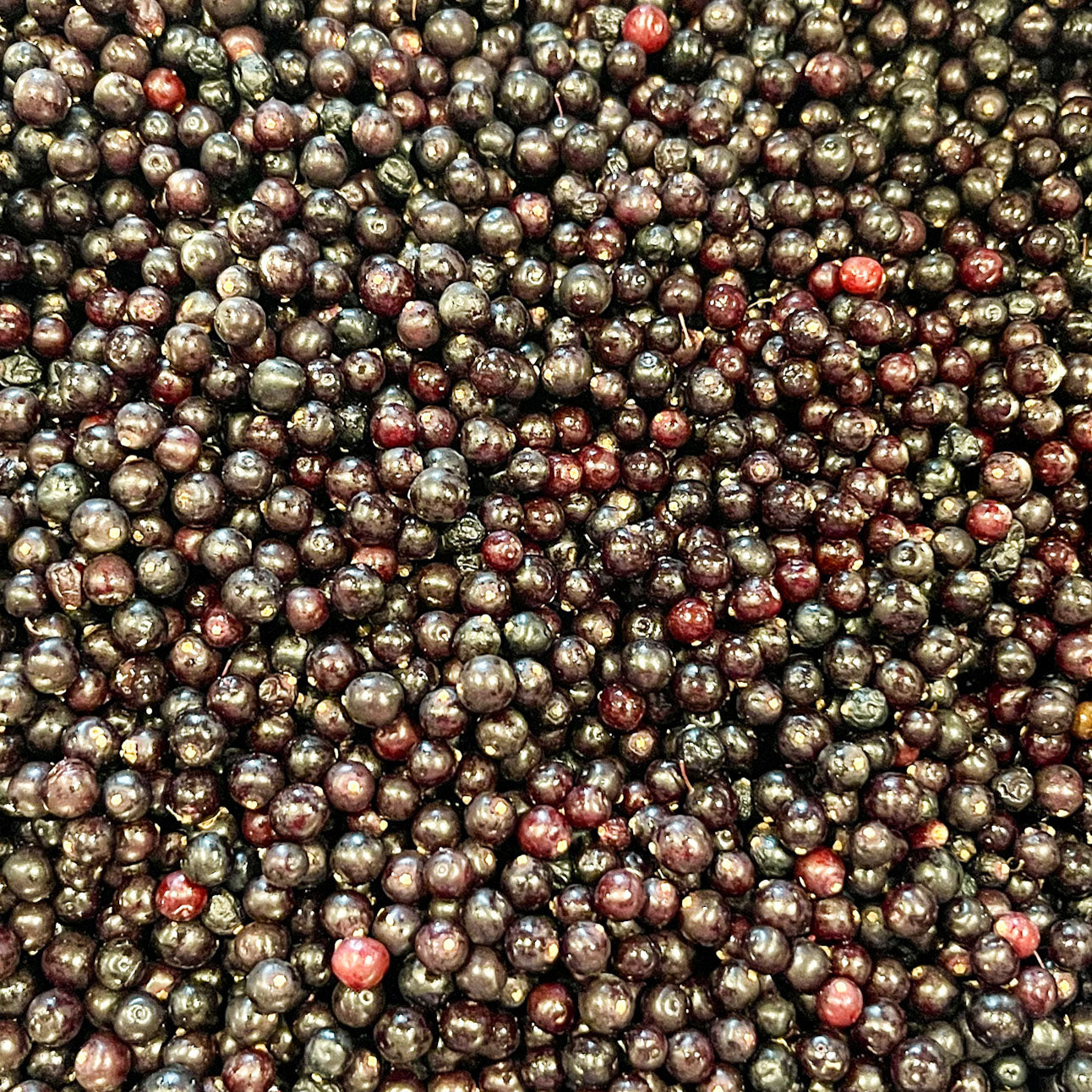 Elderberries