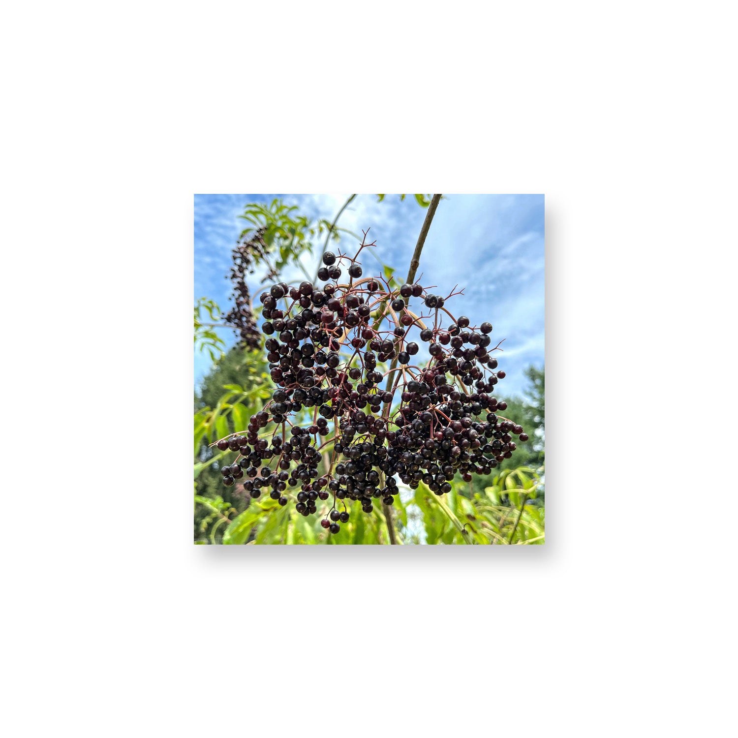 Elderberries & Blue Sky Magnet