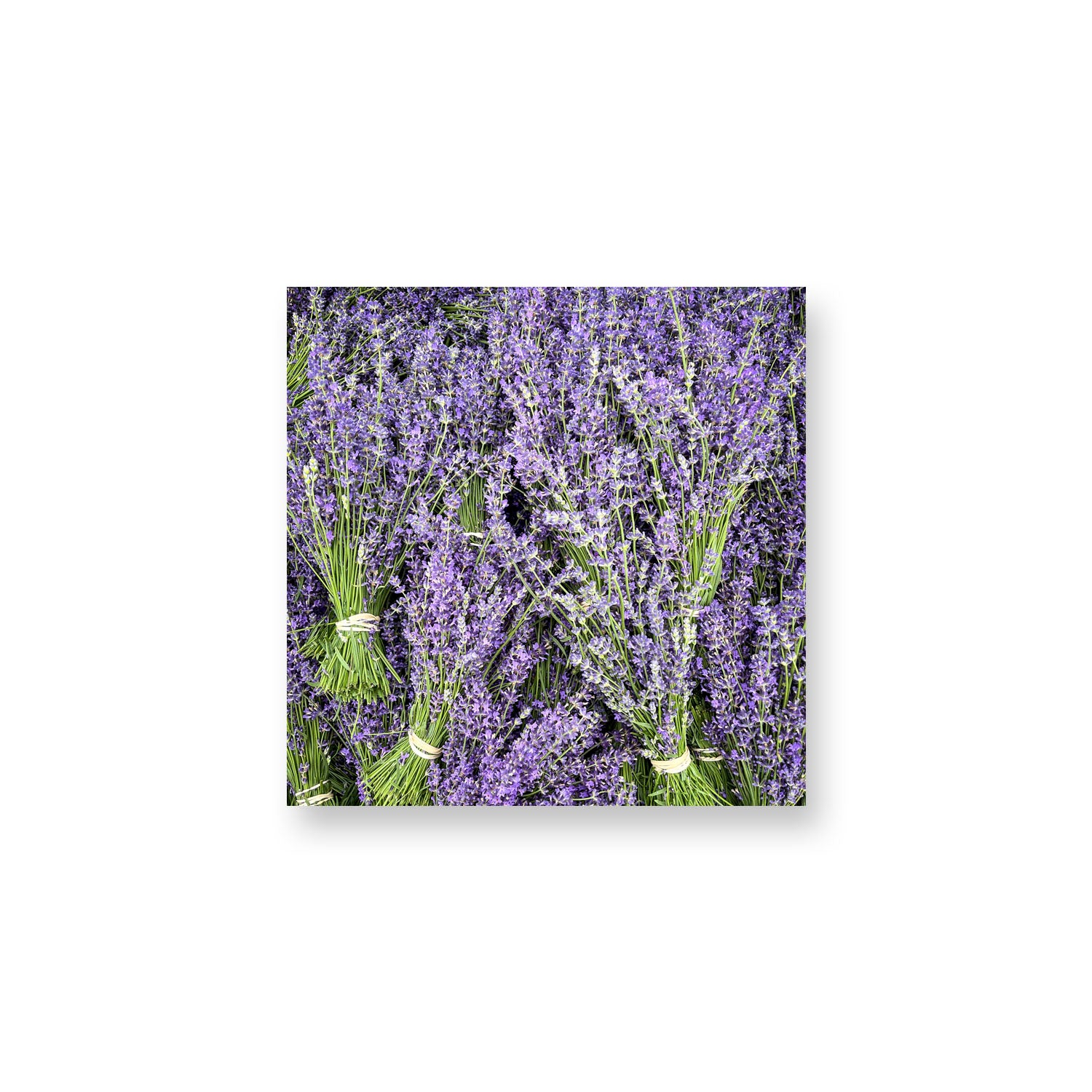 Folgate Bouquets Magnet