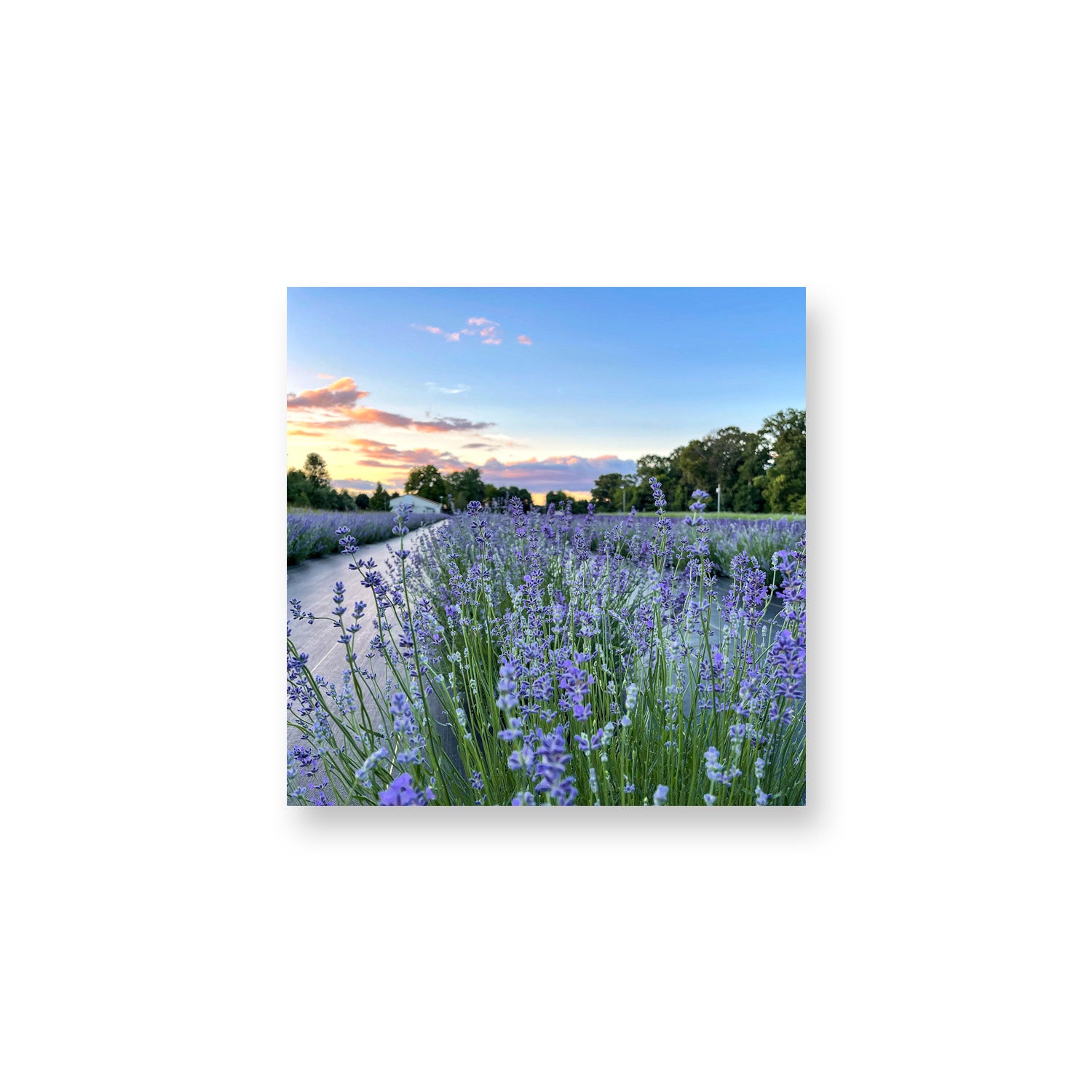 Folgate Sunset Magnet