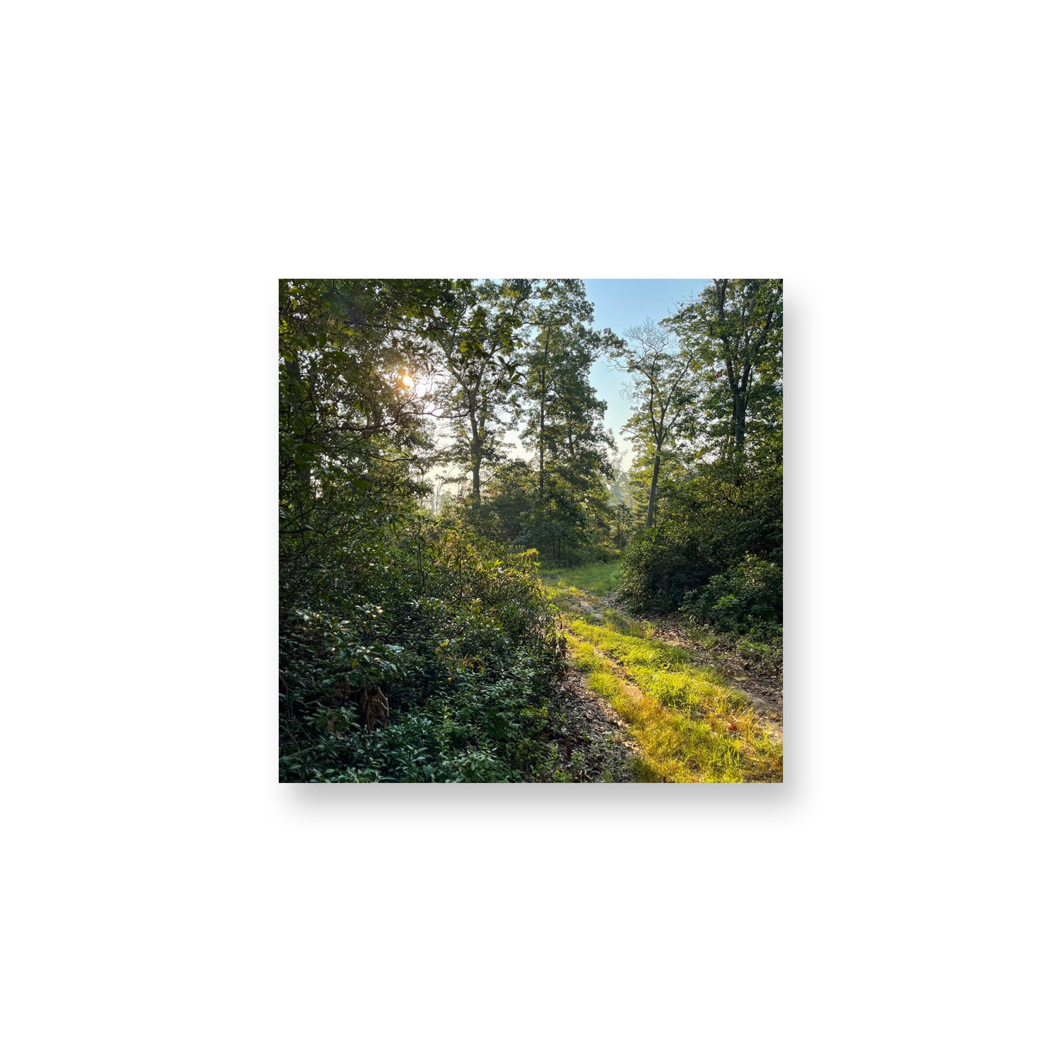 Forest Magnet
