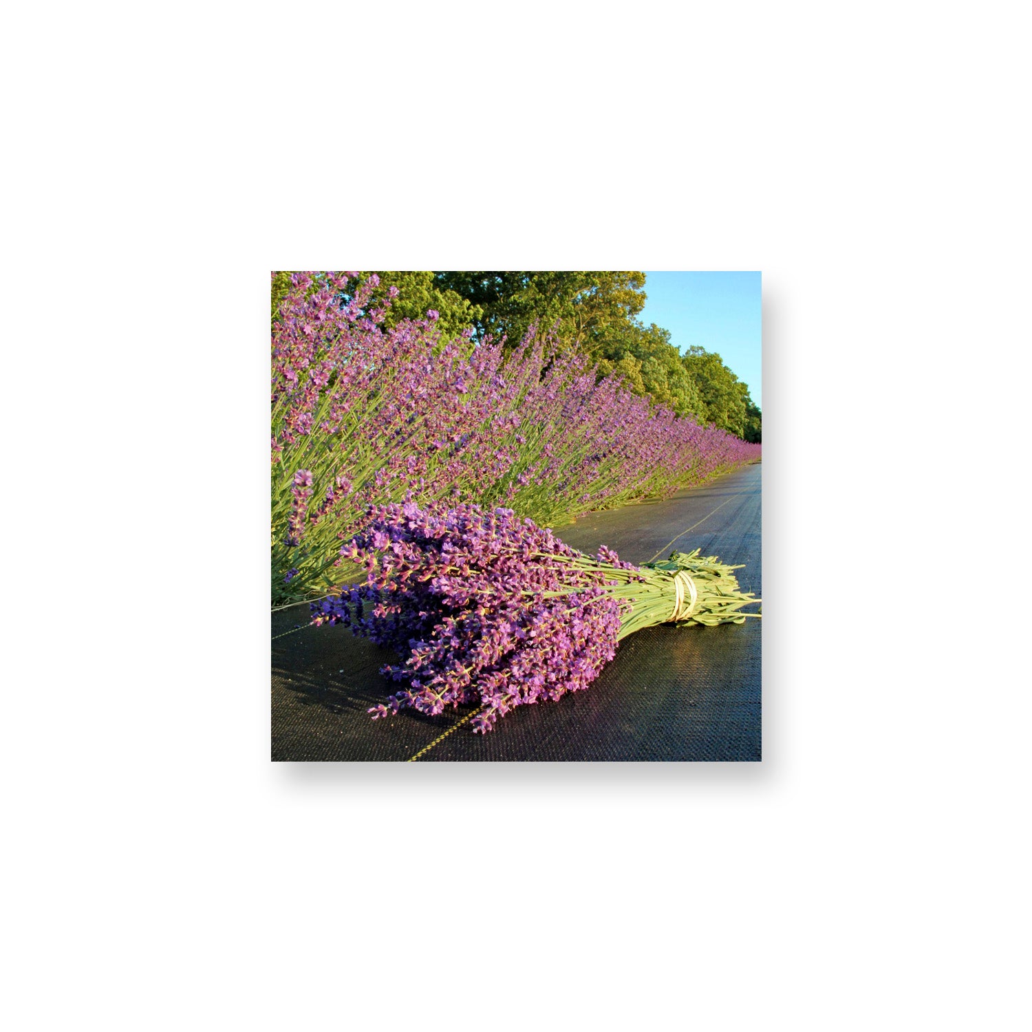 Fresh Bouquet Magnet