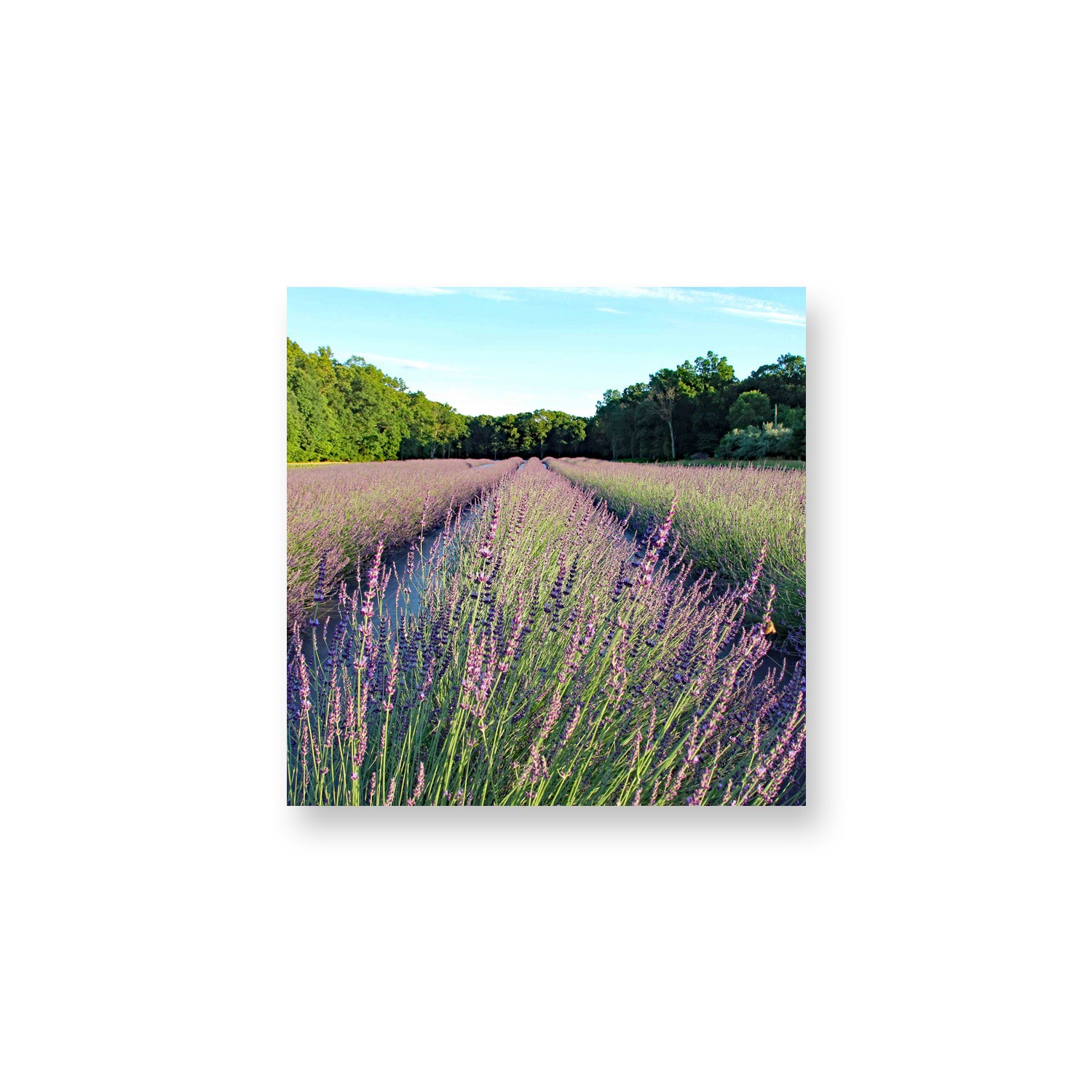 Gros Bleu Field Magnet