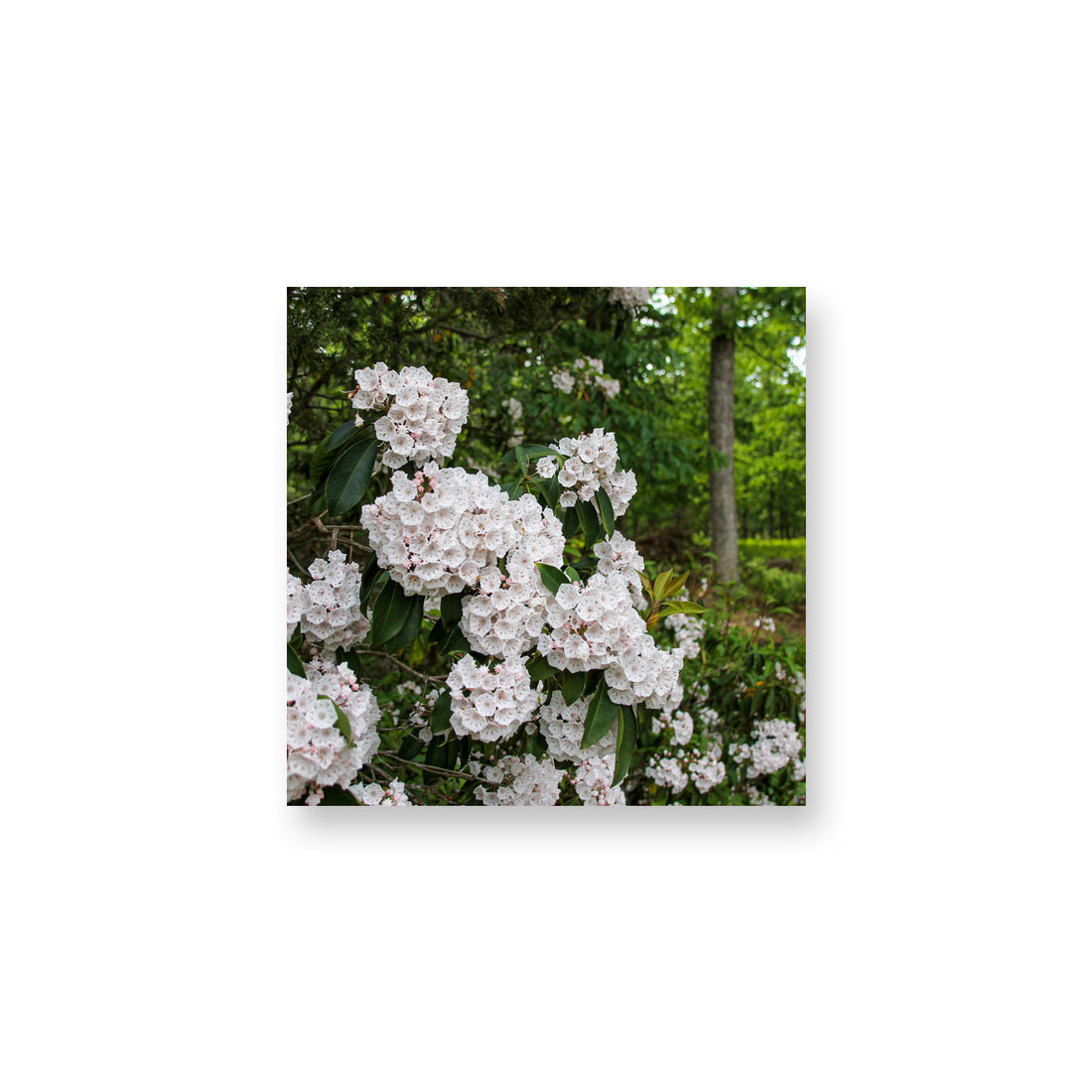 Laurel Magnet