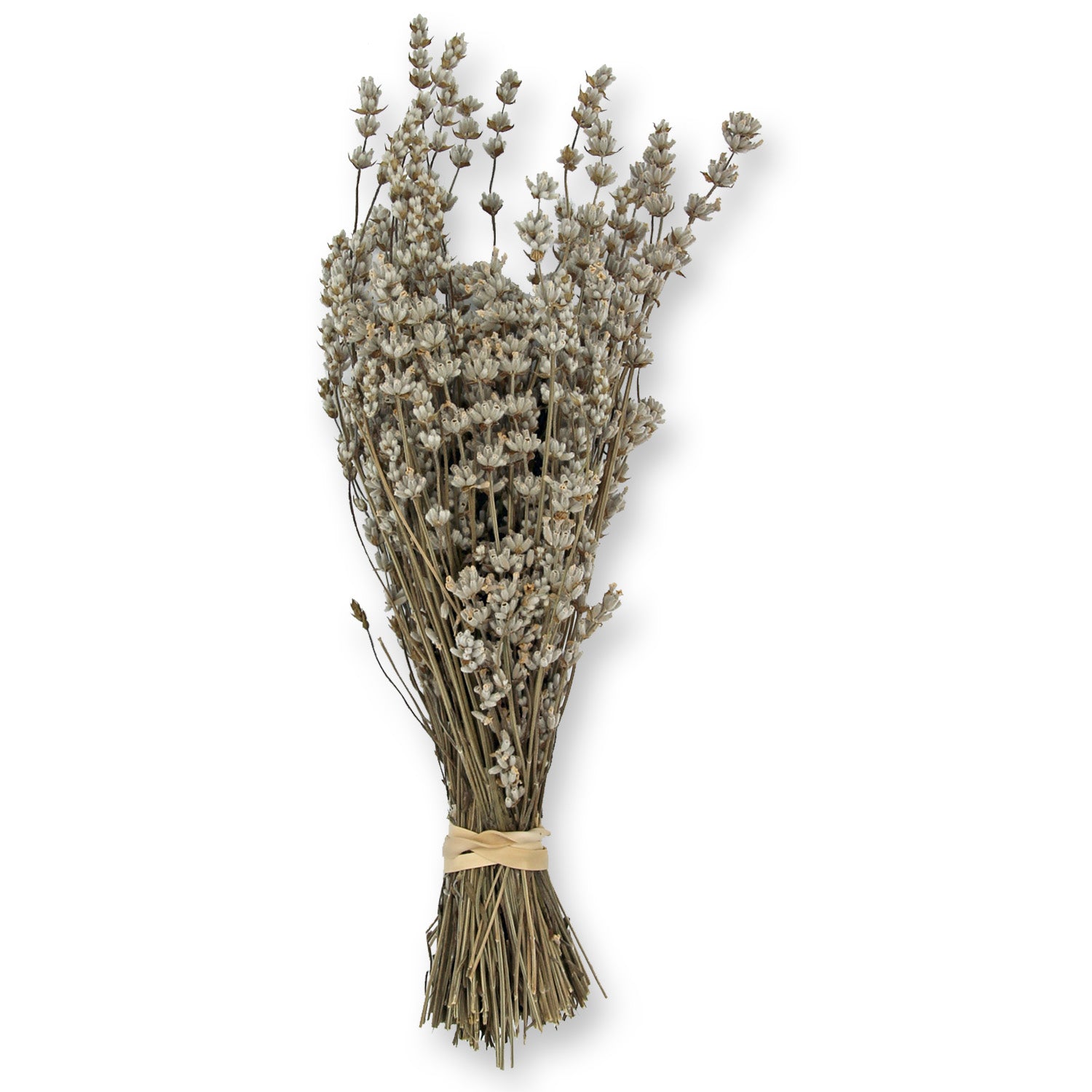 Short Stem Dried Lavender Melissa - Purple Prairie Lavender Farm LLC