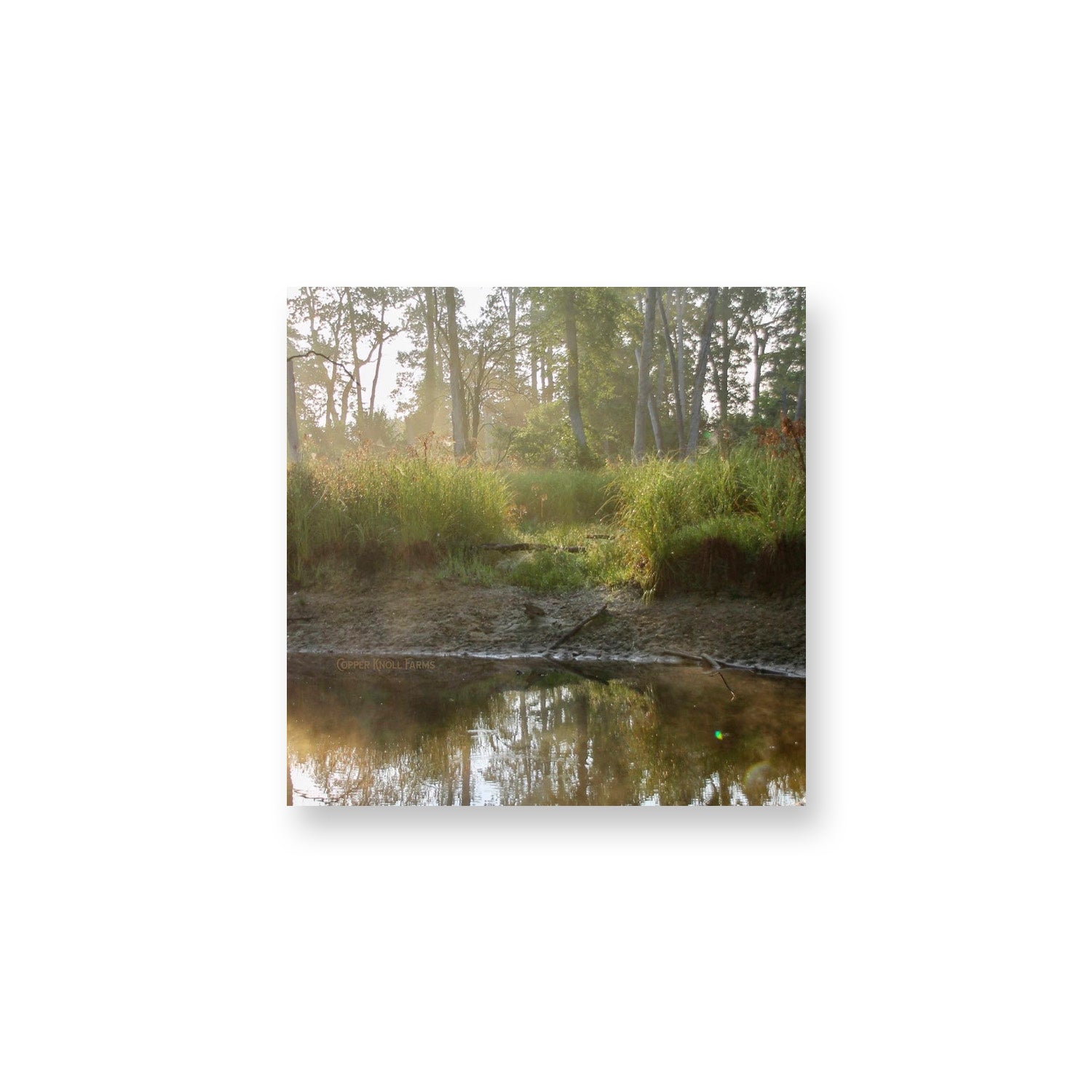Pond Magnet