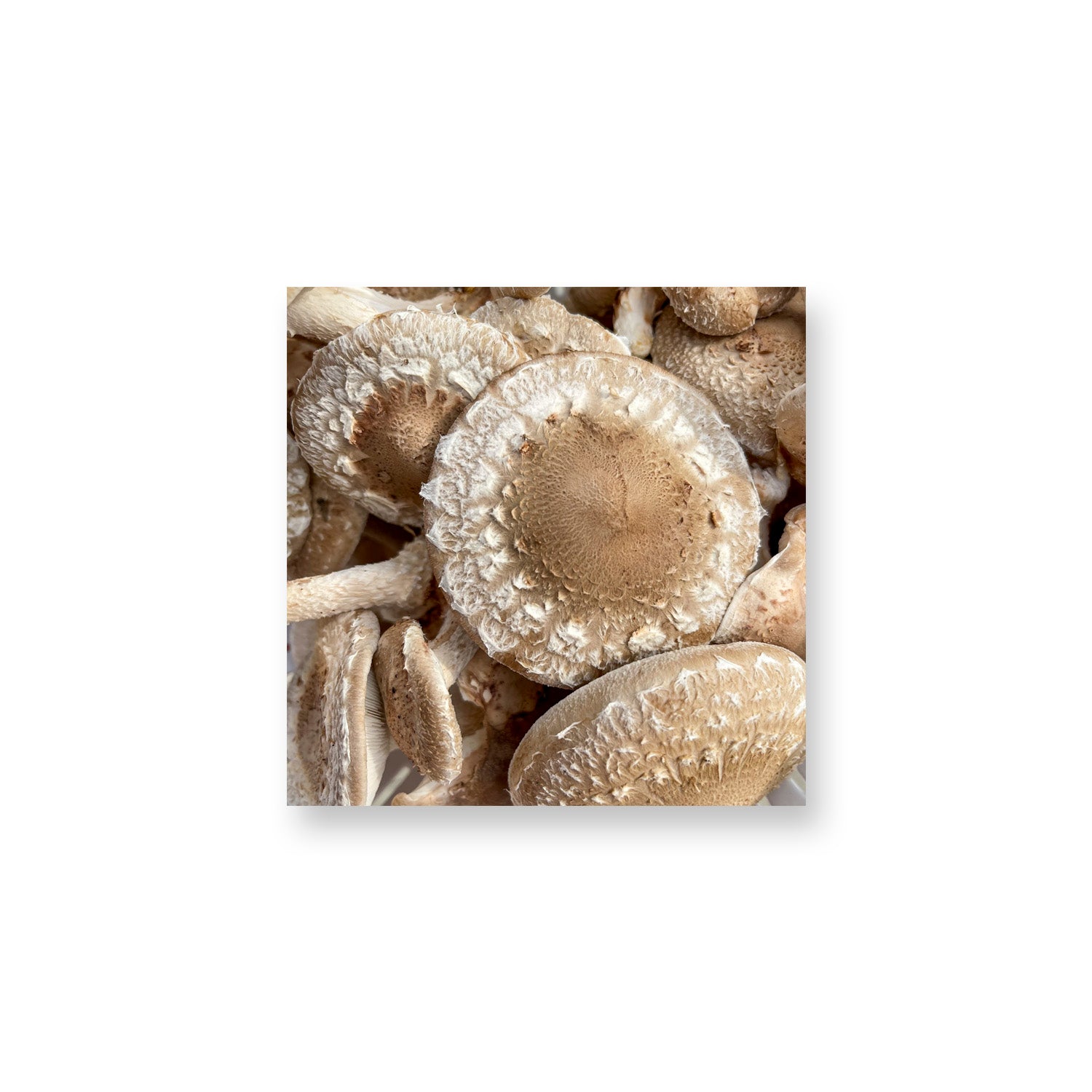Shiitakes Magnet