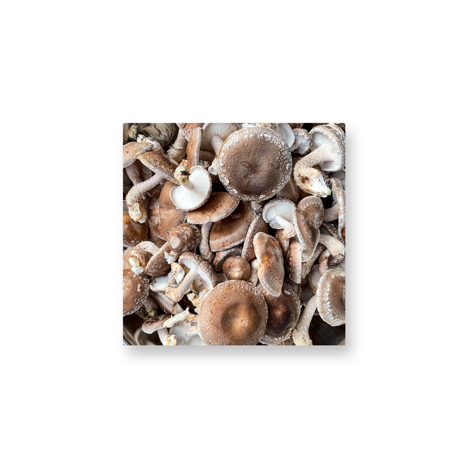 Summer Shiitakes Magnet