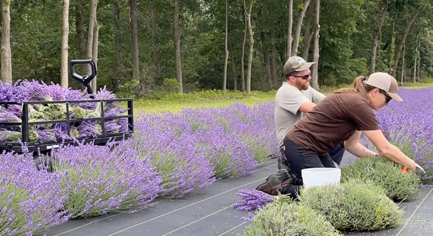 2023 Lavender Harvesting