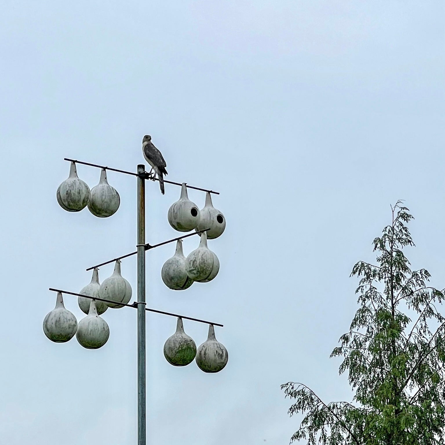 Predator Attack on Our Purple Martins