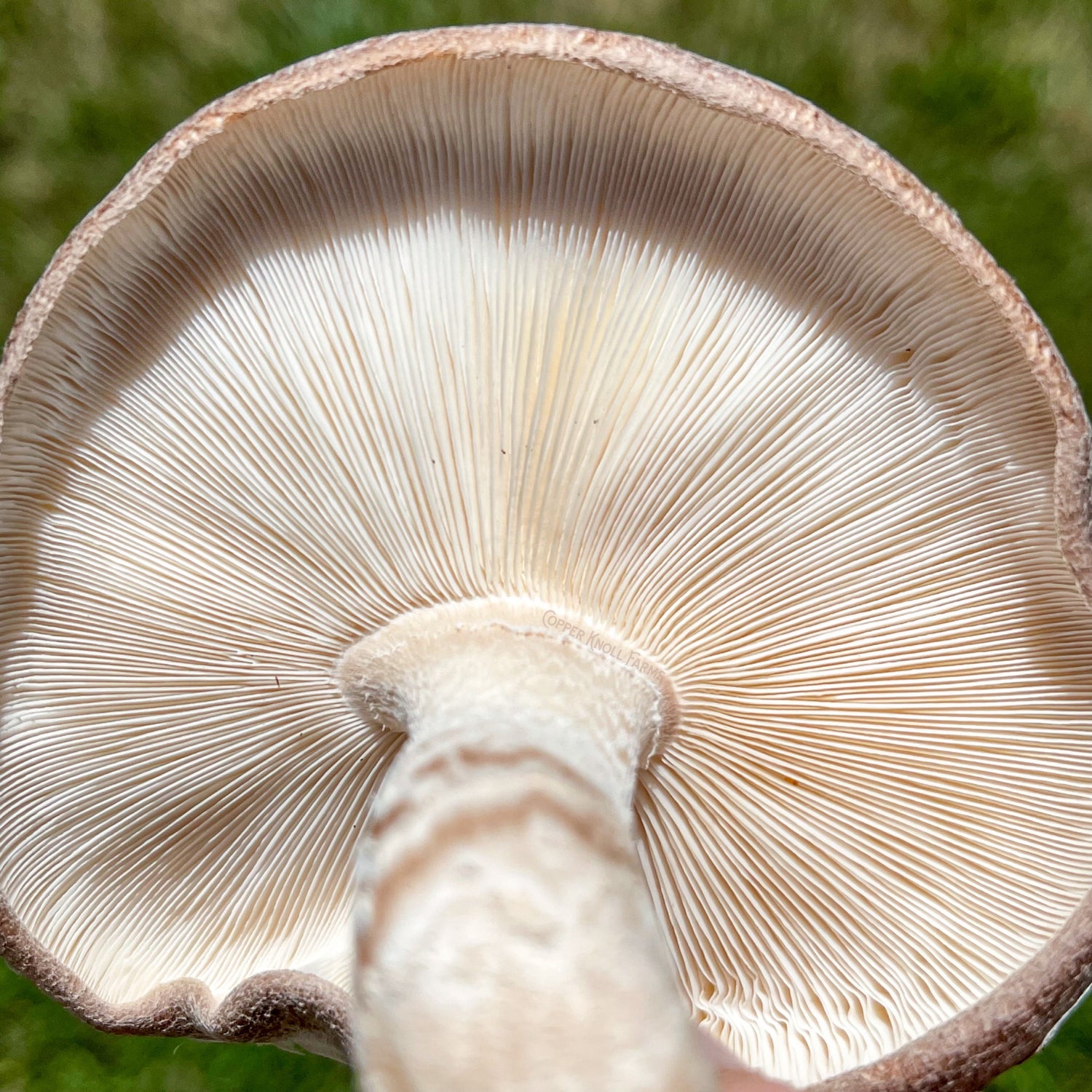 Shiitake Mushroom Gills from Copper Knoll Farms in New Jersey