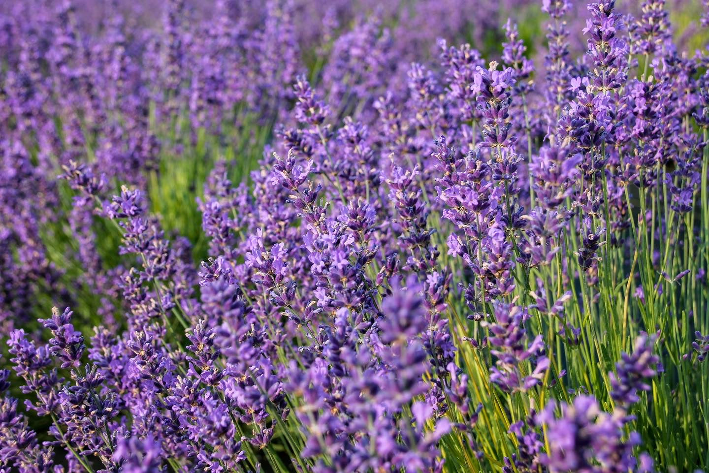 Mastering Lavender Hydration: A Guide to When and How to Water
