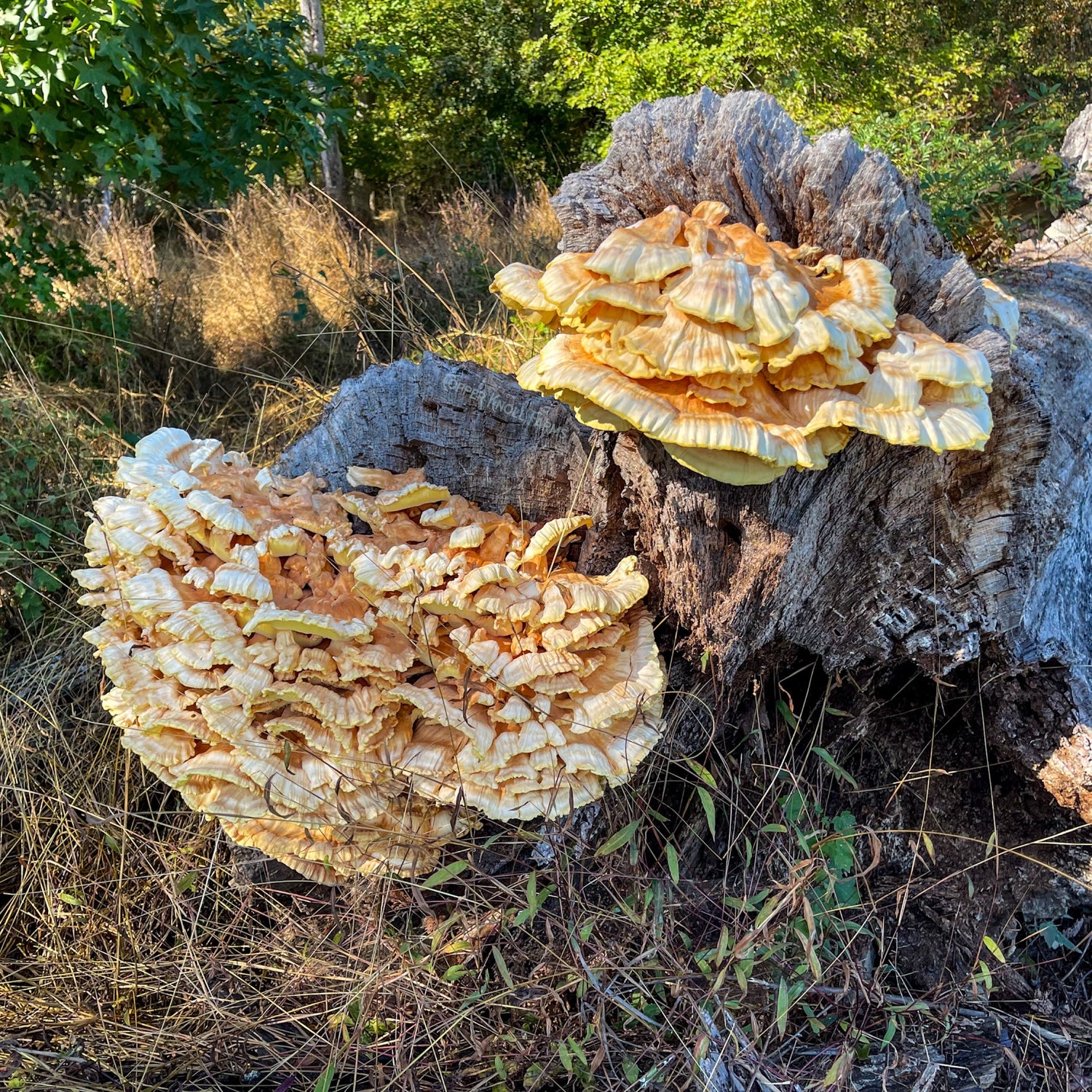Foraging Chicken of the Woods