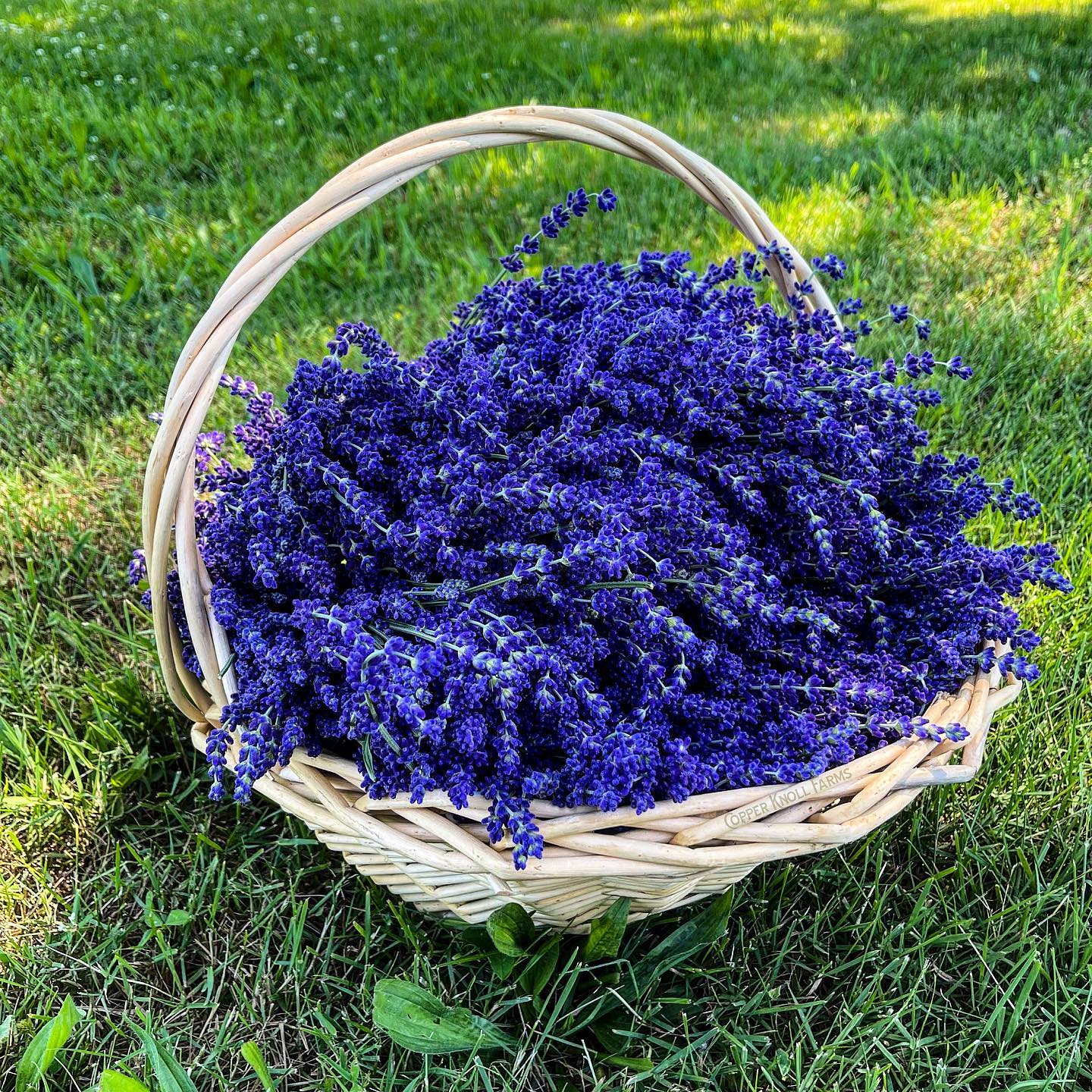 5 Fun Facts About Lavender