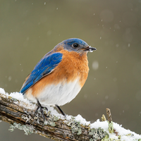 Essential Winter Tips to Keep Bluebirds Happy and Healthy