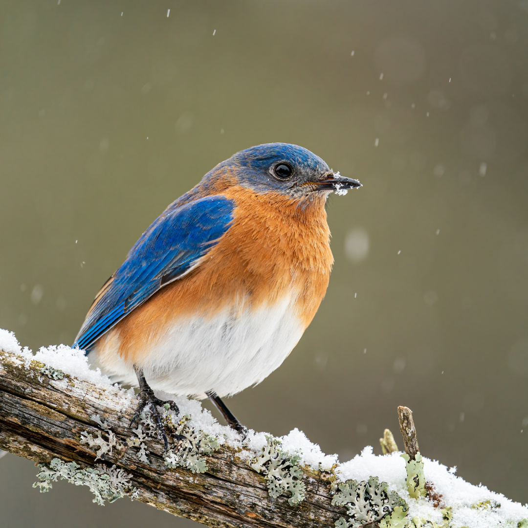 Essential Winter Tips to Keep Bluebirds Happy and Healthy