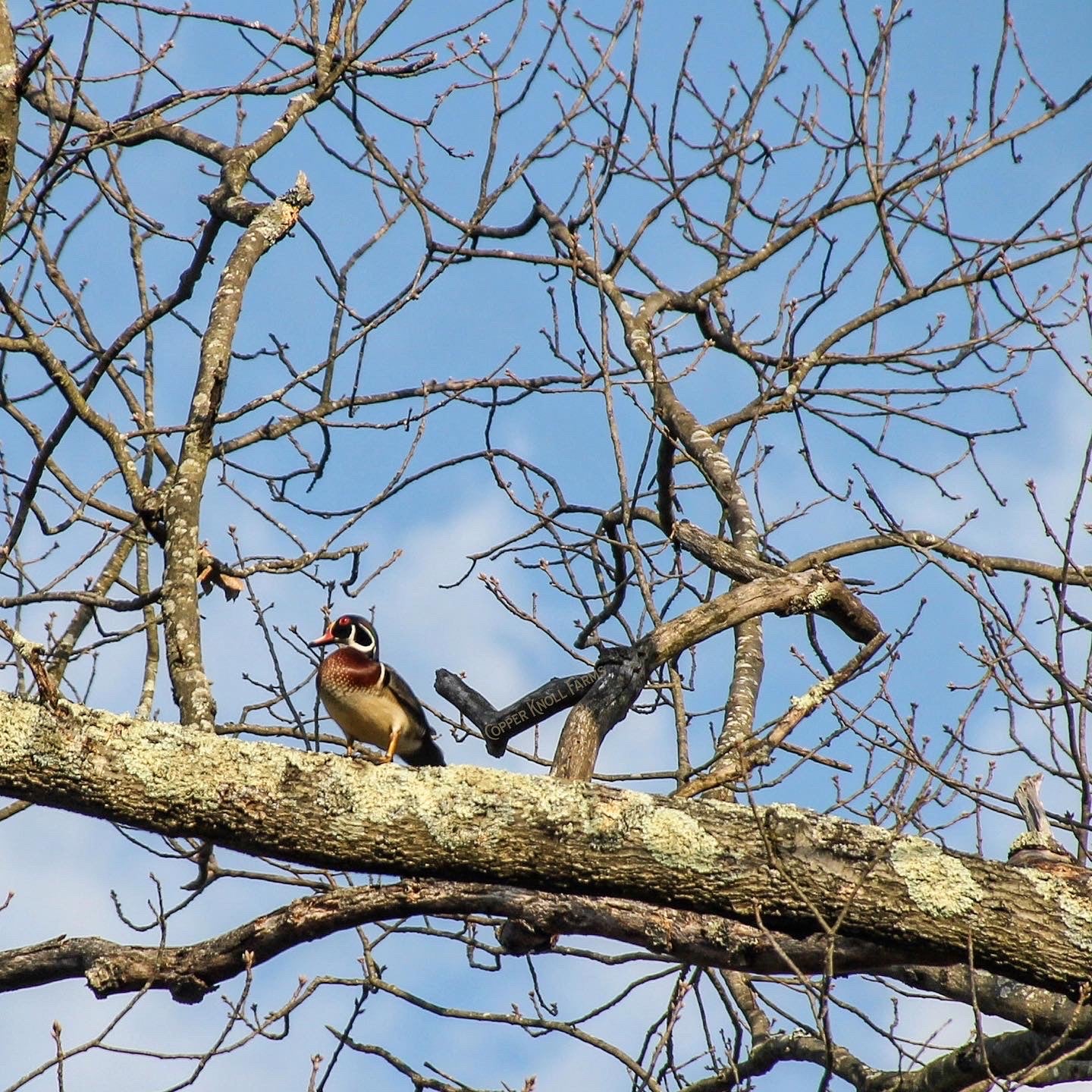 Wood Duck Sighting