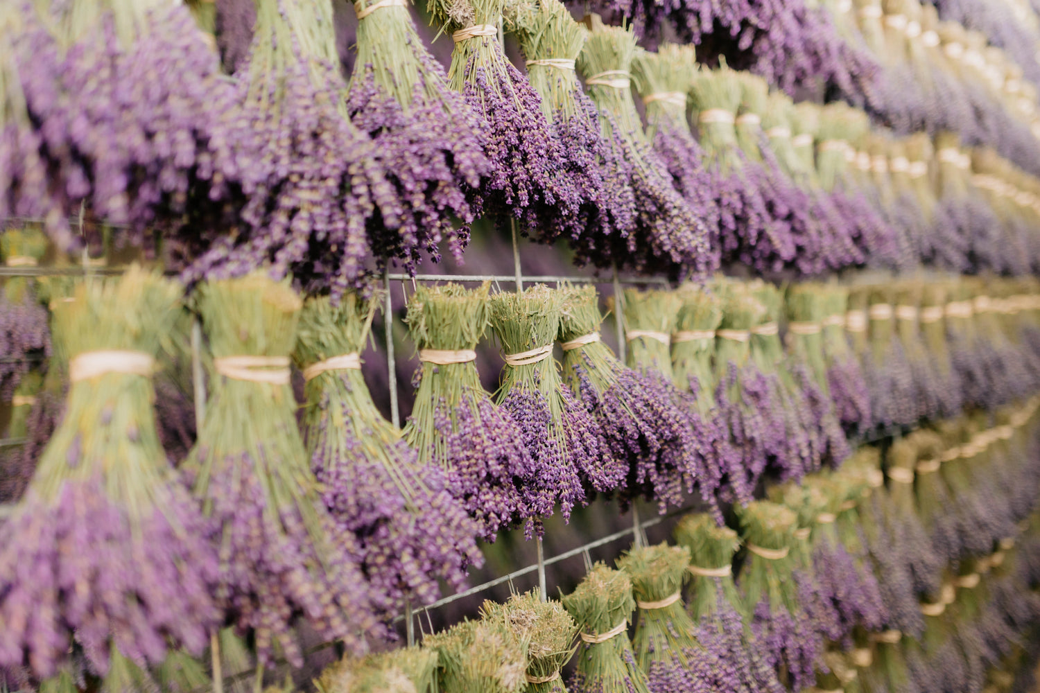 Dried Lavender Bouquets: A Variety Guide