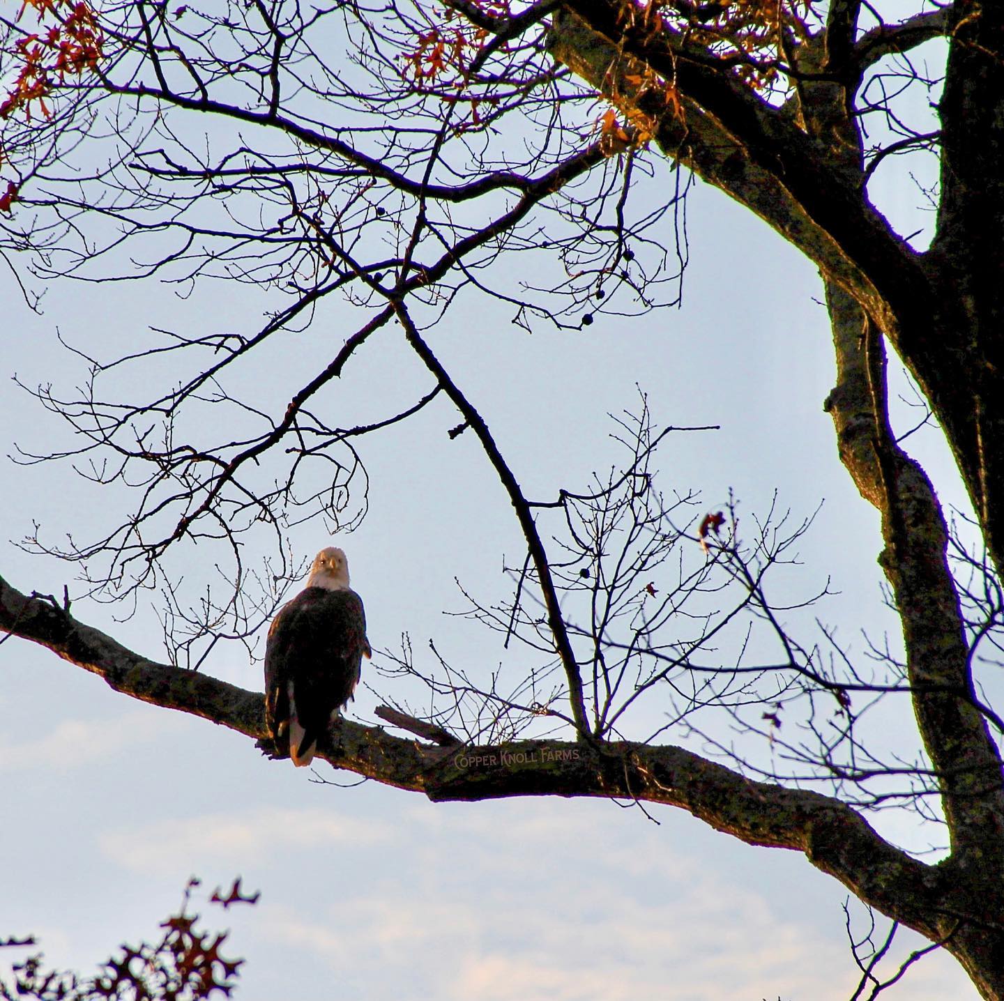 Eagle Perched Over Lavender Field