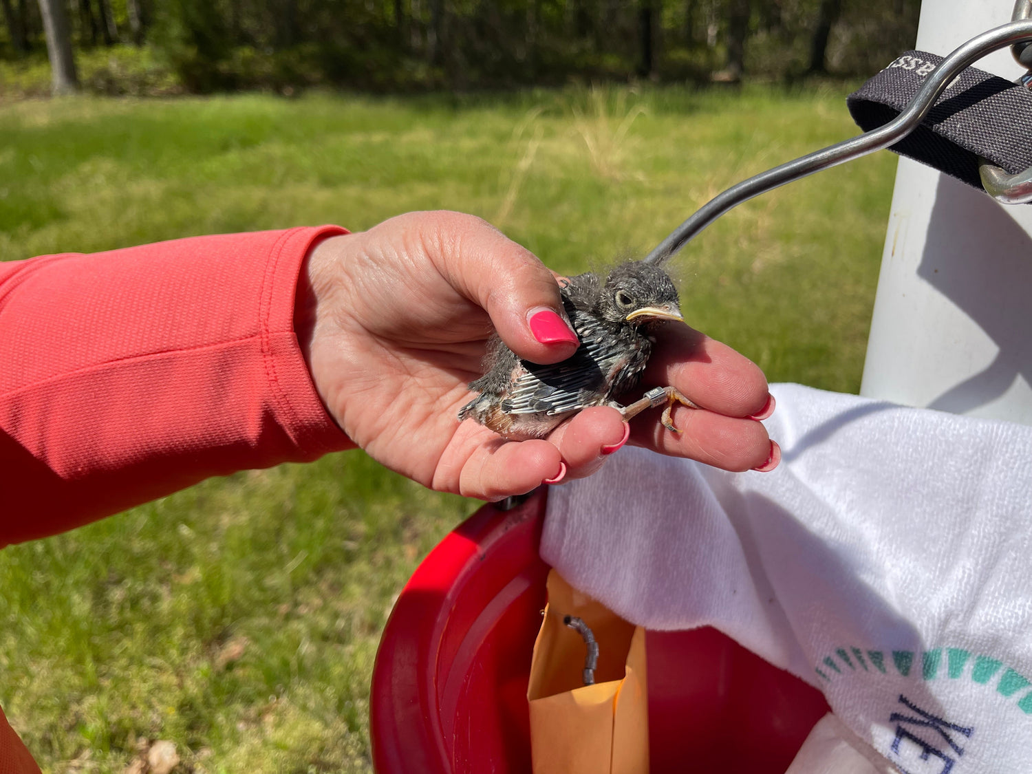 Banding Our First Bluebird Nest of the Season