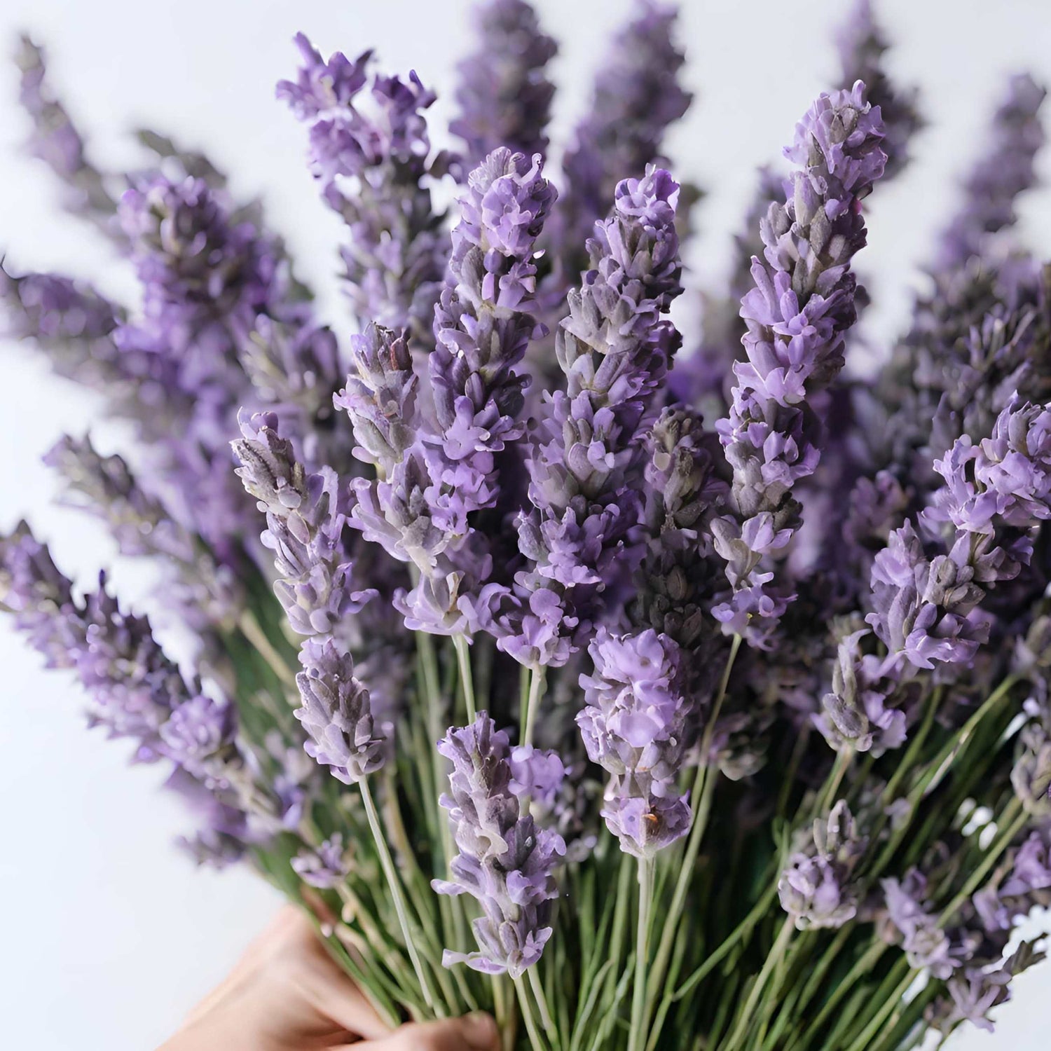 5-Week Fresh Lavender Bouquet Subscription