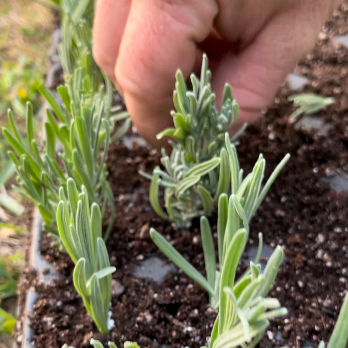 Cultivating Lavender: A Guide to Successful Propagation
